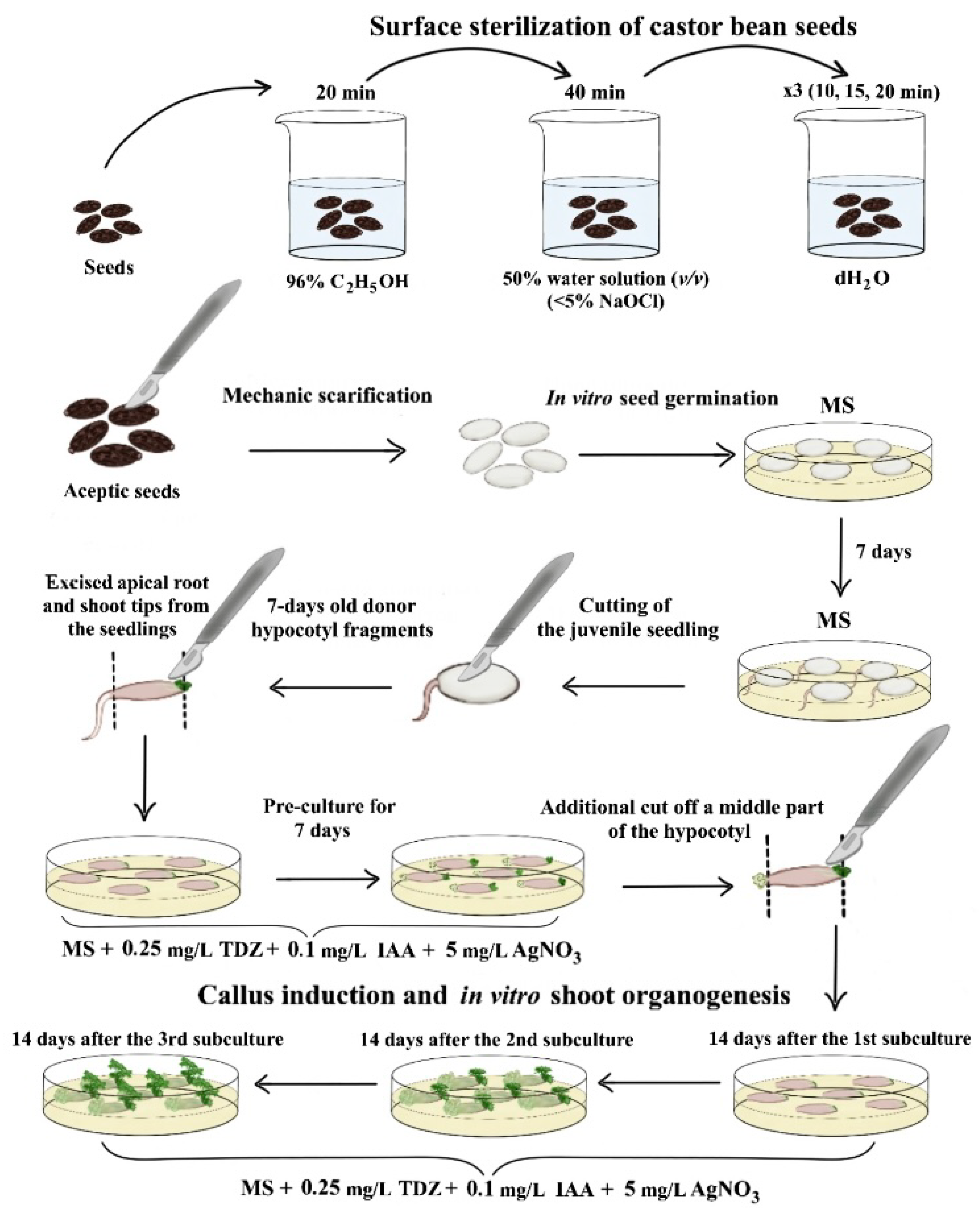 Biotech 13 00025 g005