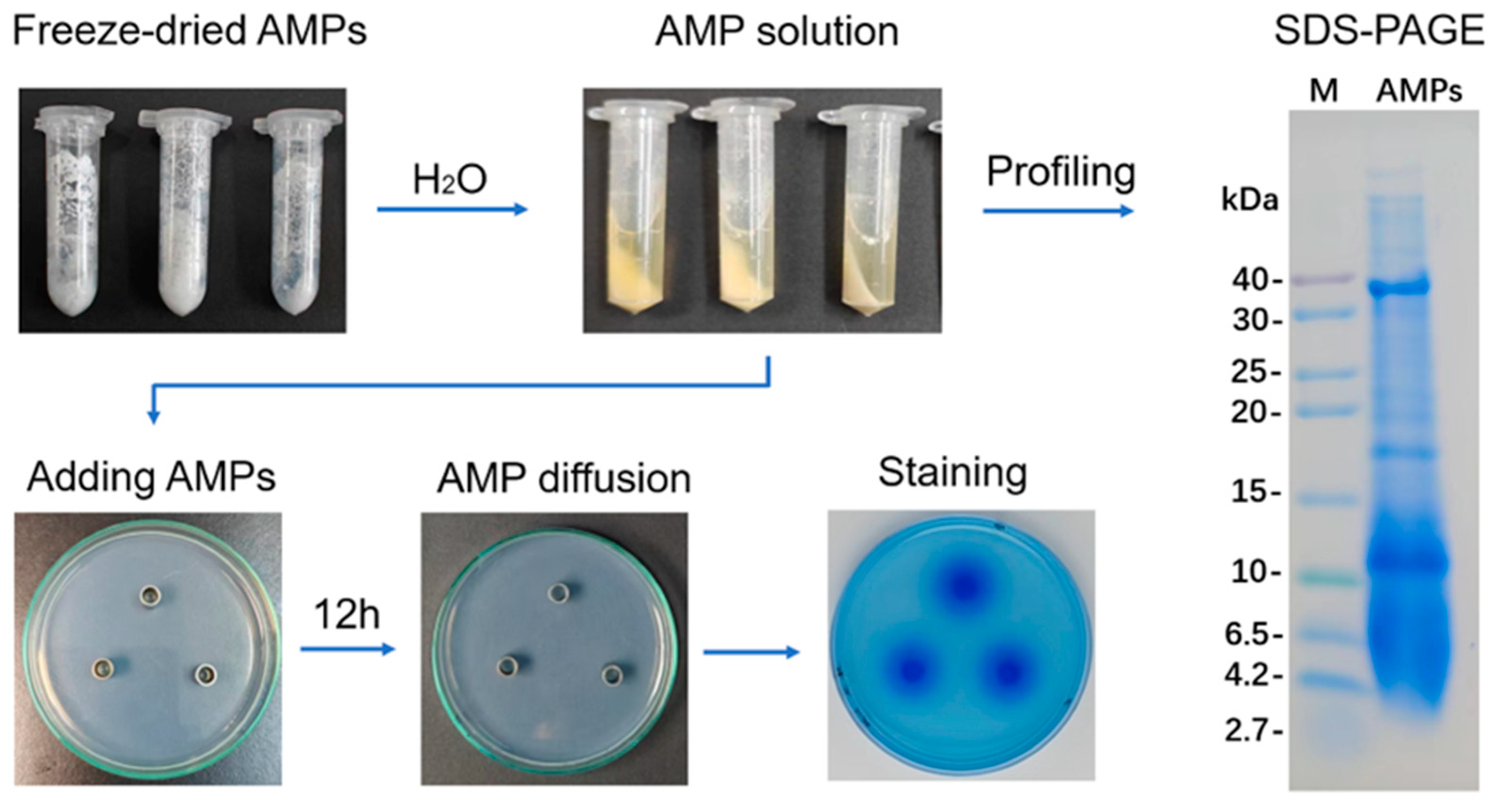 Biotech 13 00031 g001