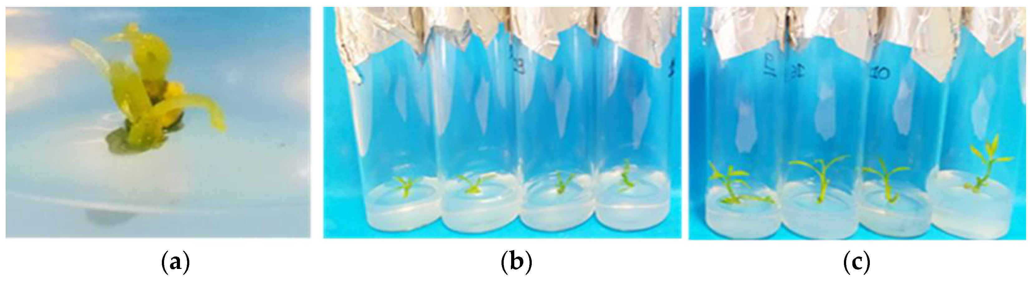 Biotech 13 00037 g005