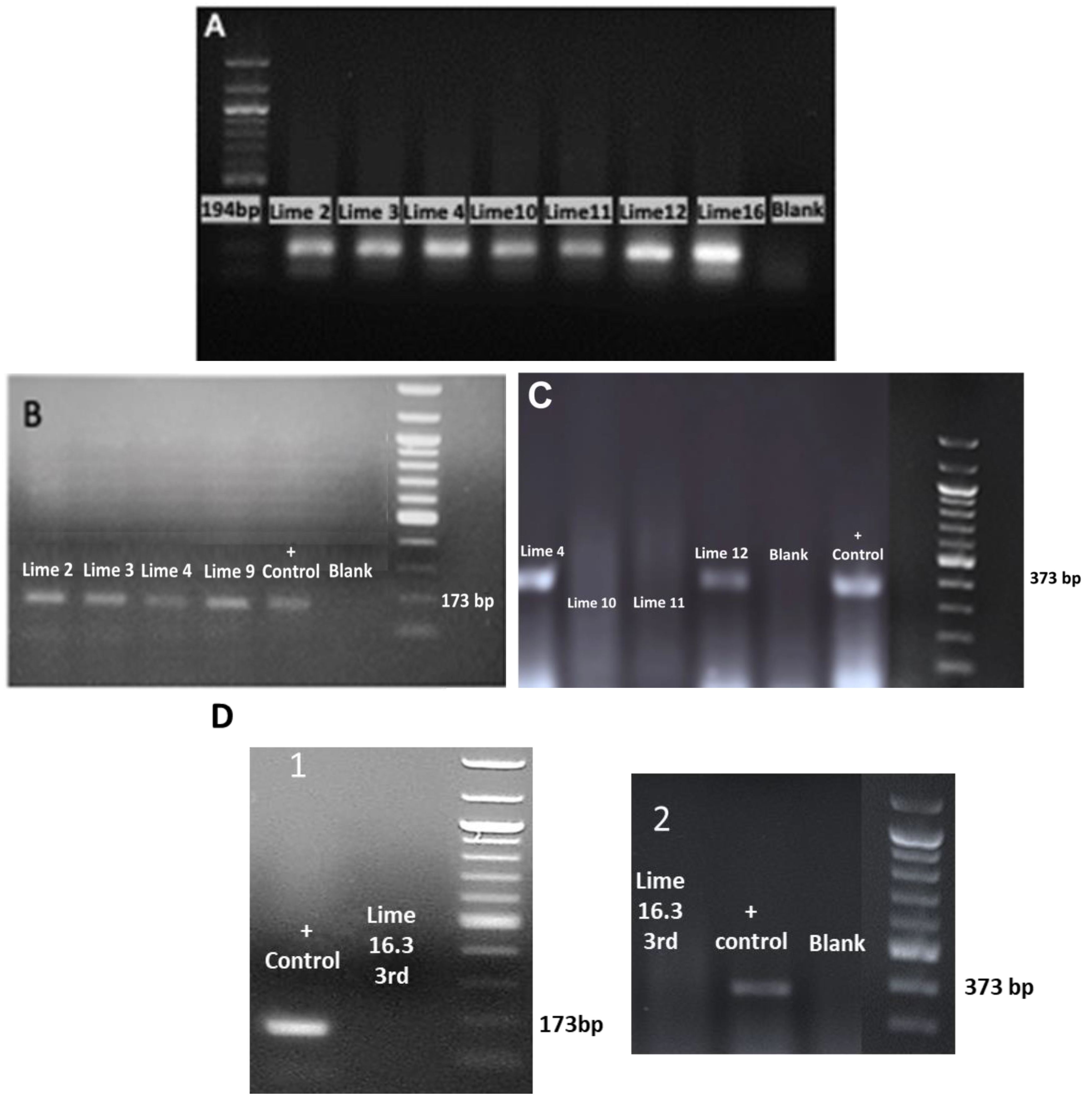 Biotech 13 00037 g007