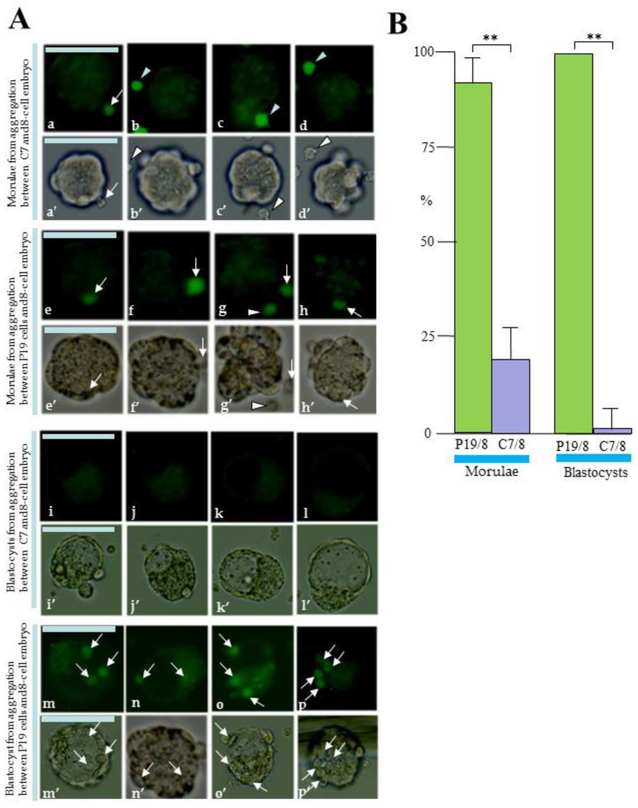 Biotech 13 00041 g006