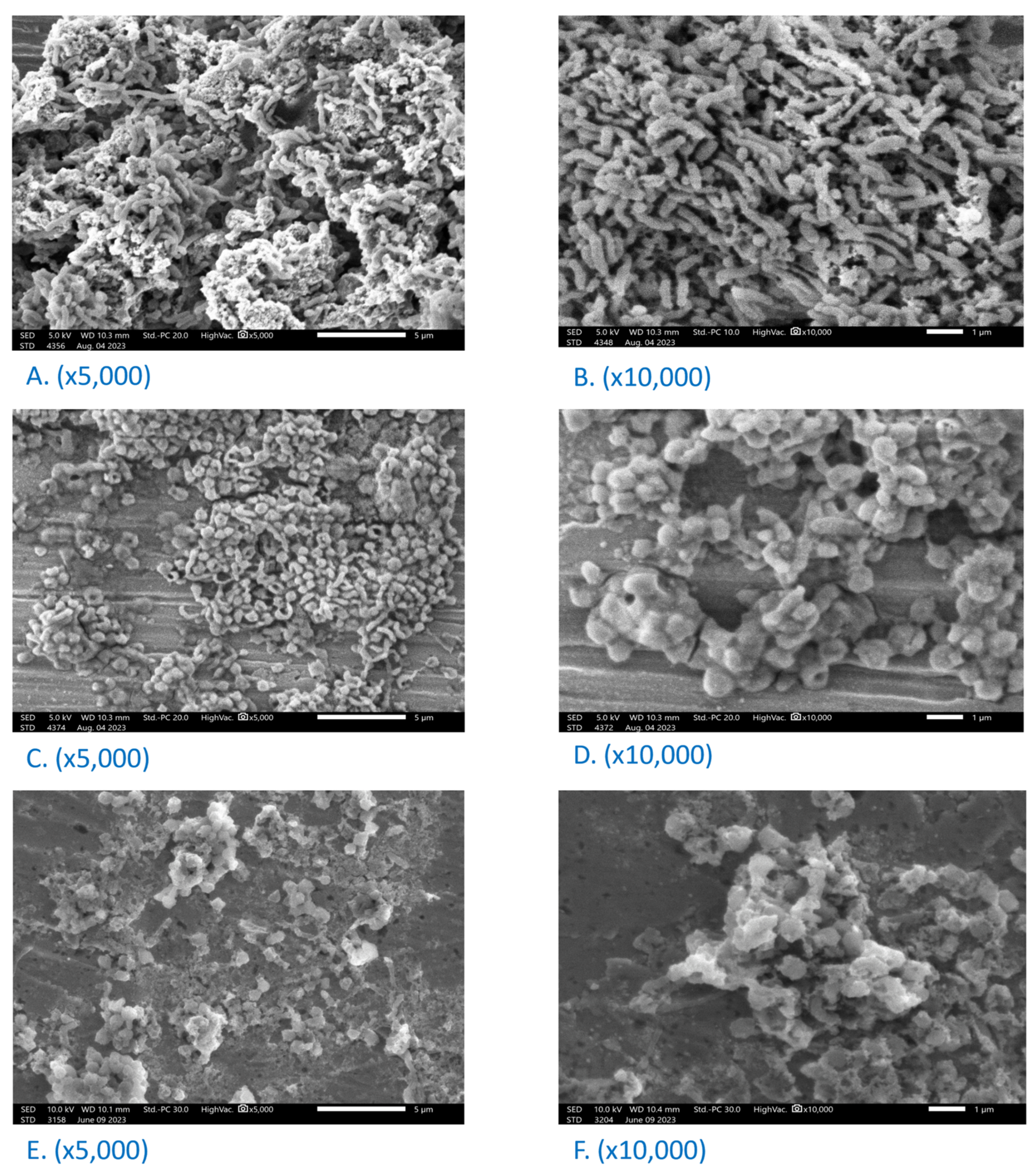 Biotech 13 00042 g002