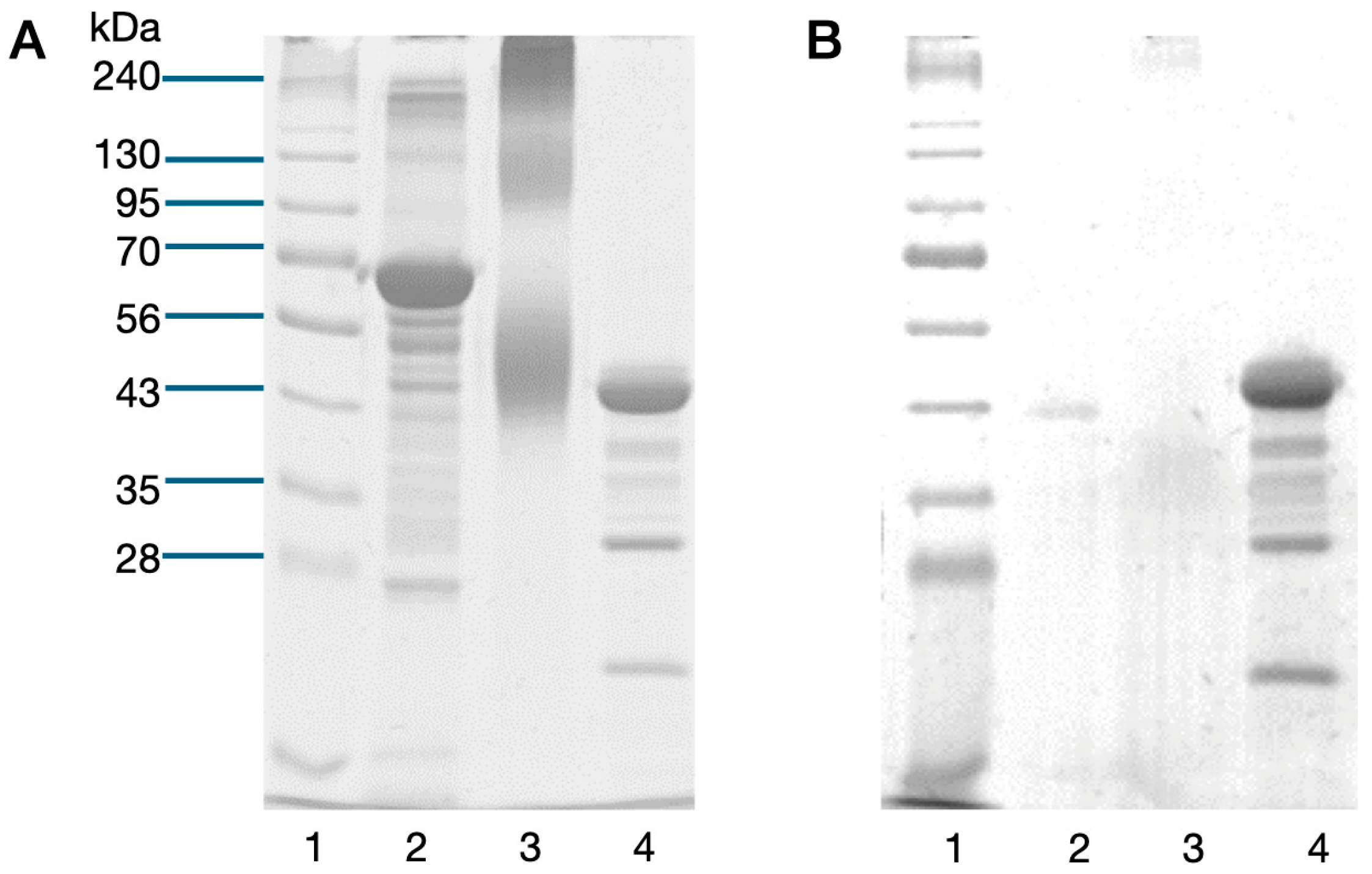 Biotech 13 00046 g001 Biotech 13 00046 g001