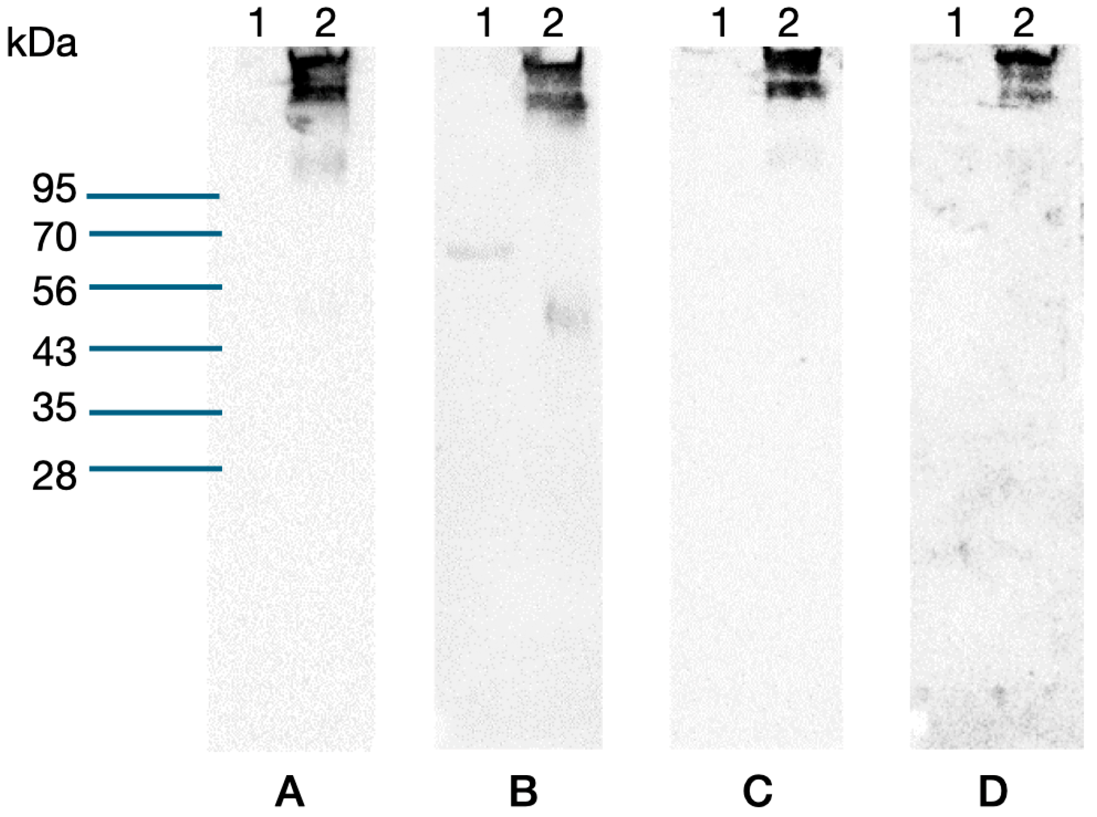 Biotech 13 00046 g004 Biotech 13 00046 g004