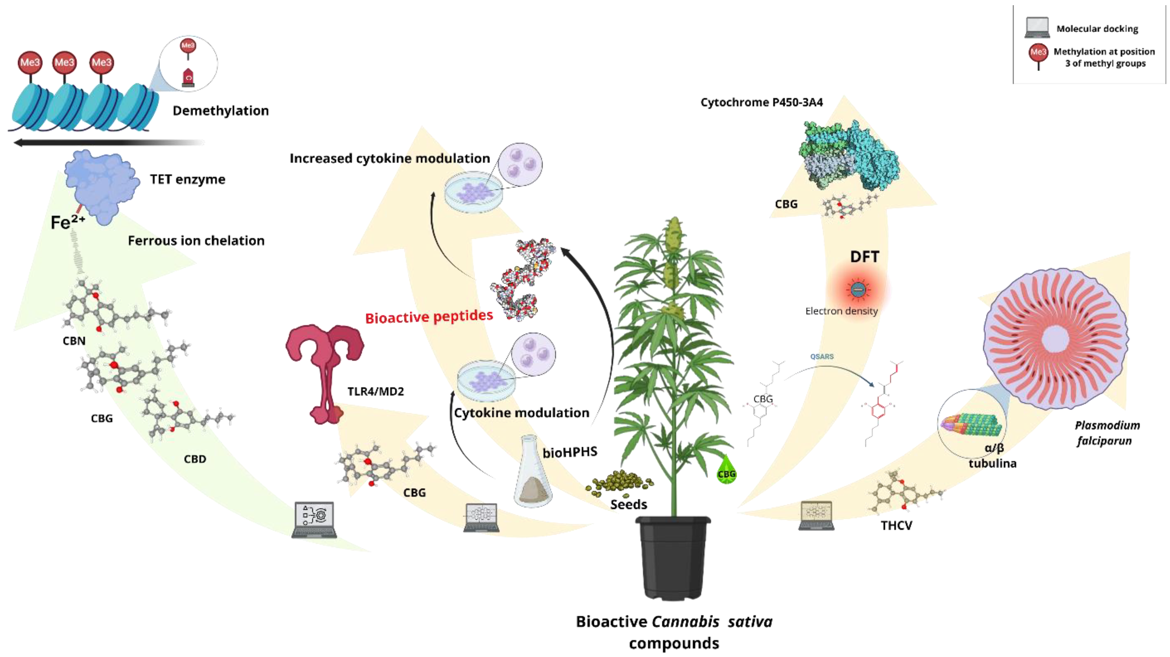 Biotech 13 00053 g007