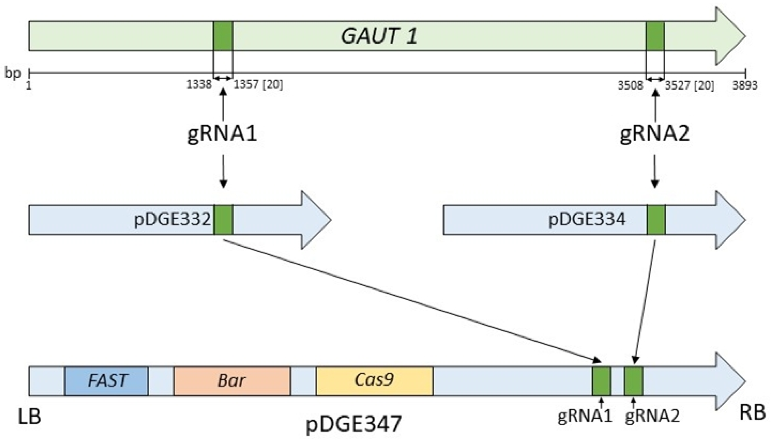 Biotech 14 00002 g001