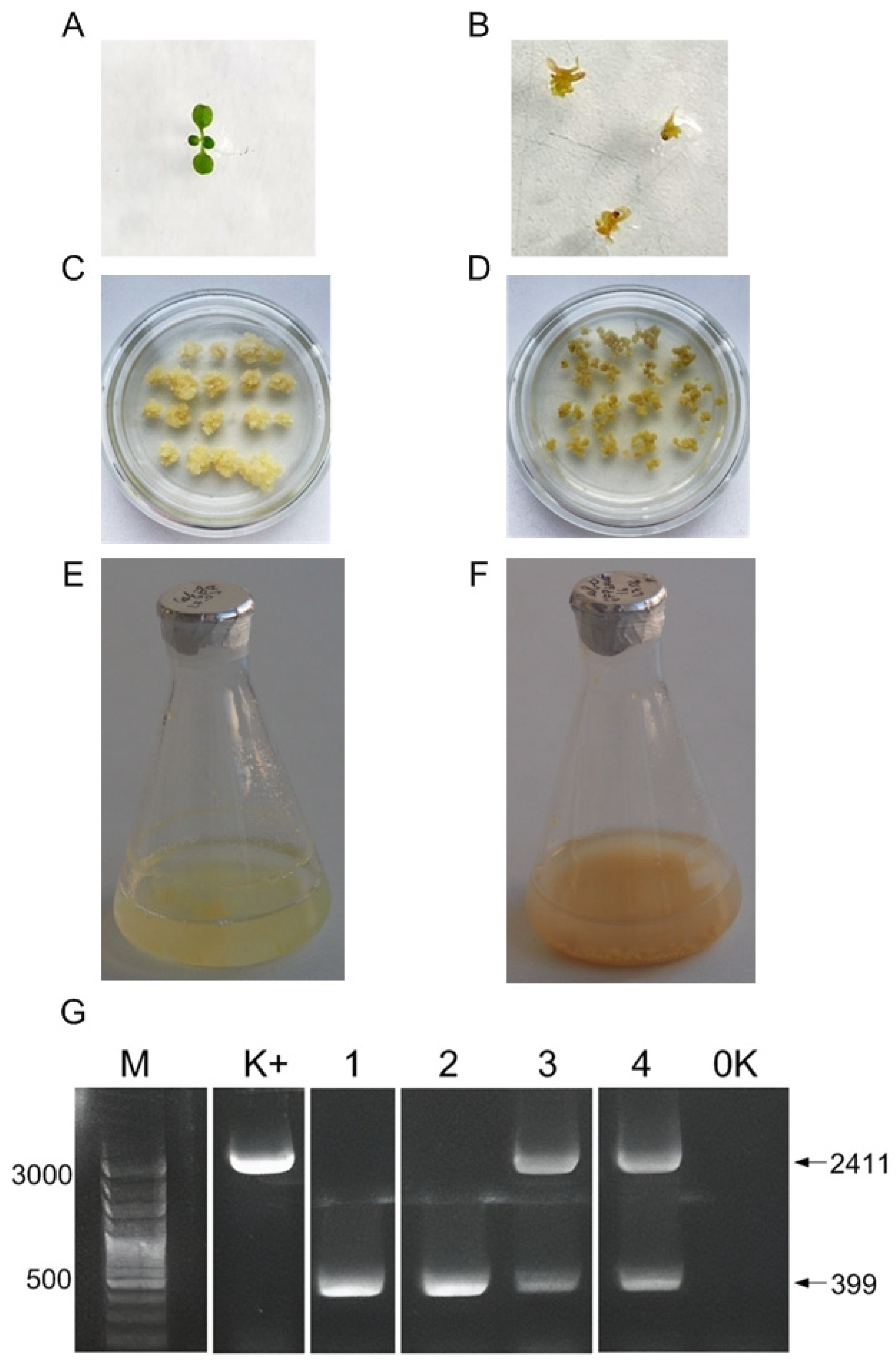 Biotech 14 00002 g002