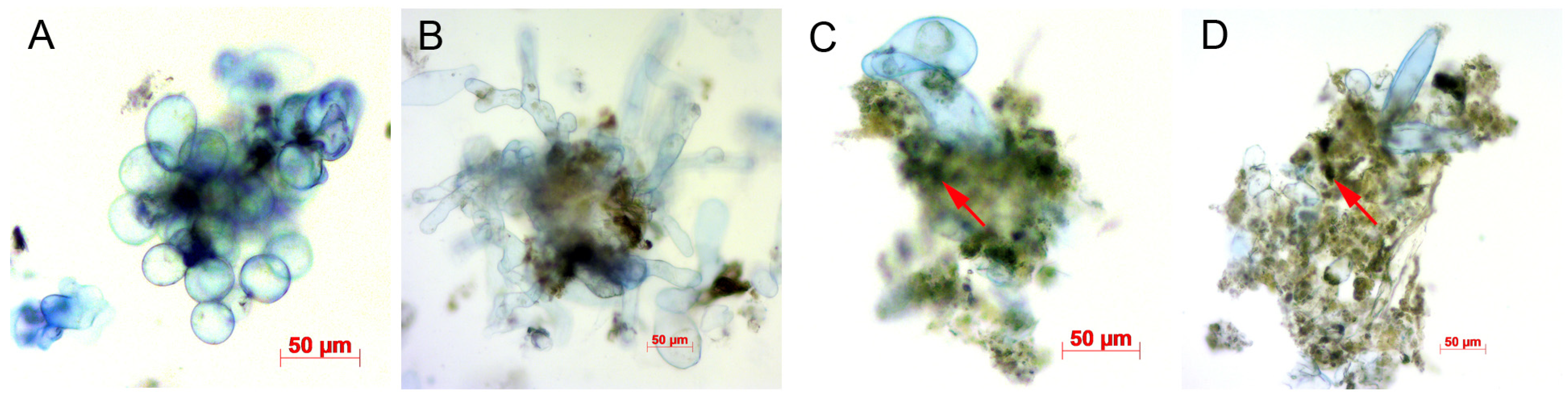 Biotech 14 00002 g003