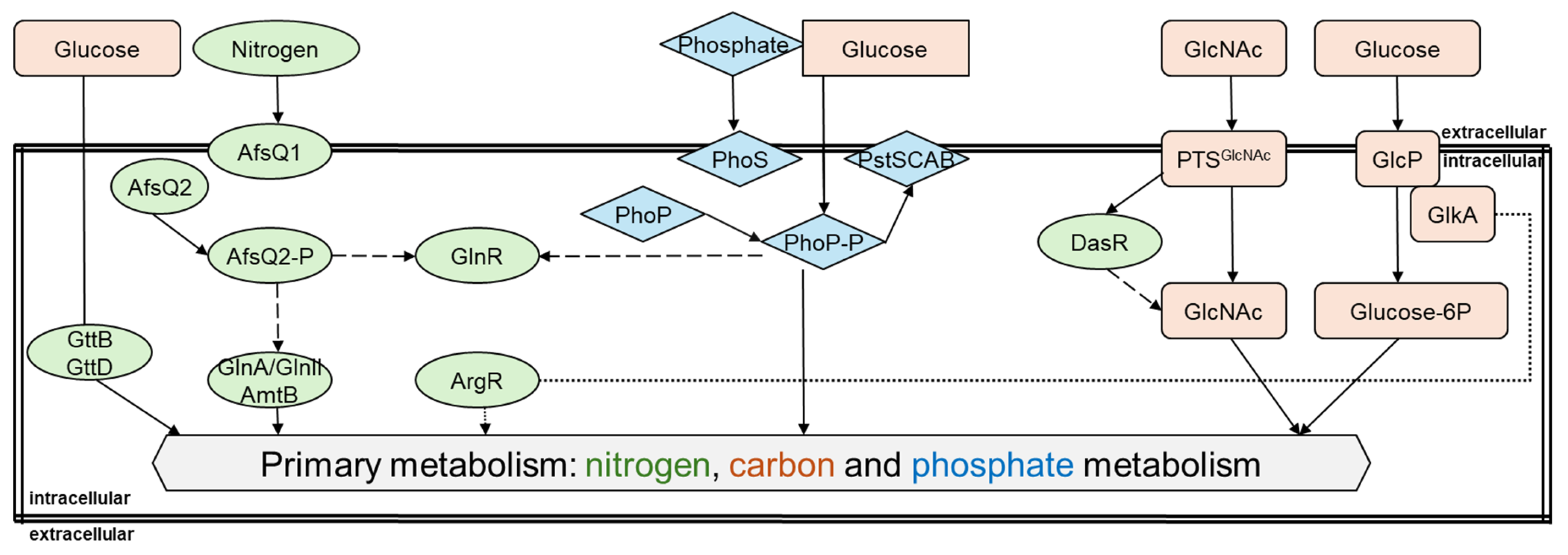 Biotech 14 00003 g001