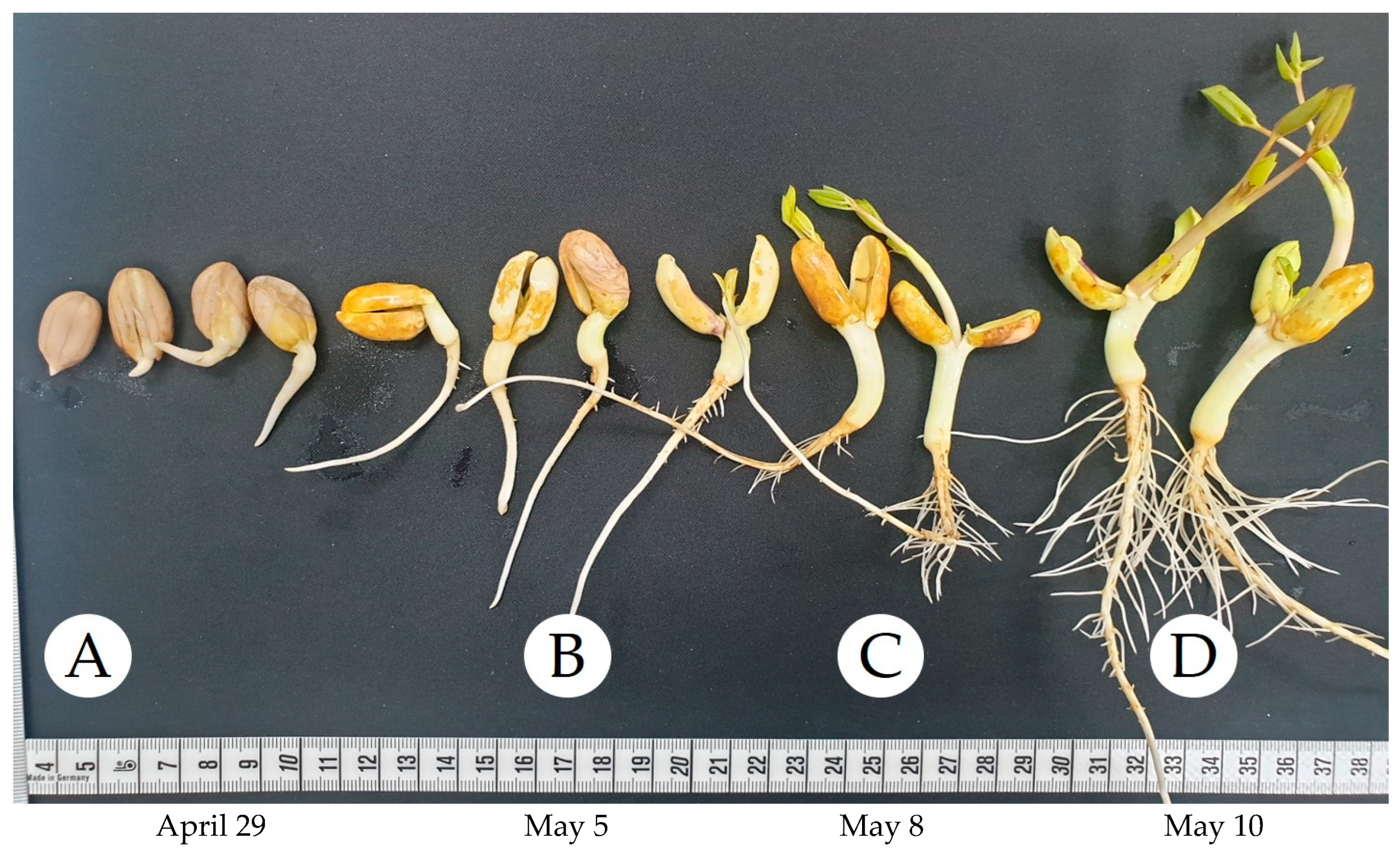 Biotech 14 00012 g001