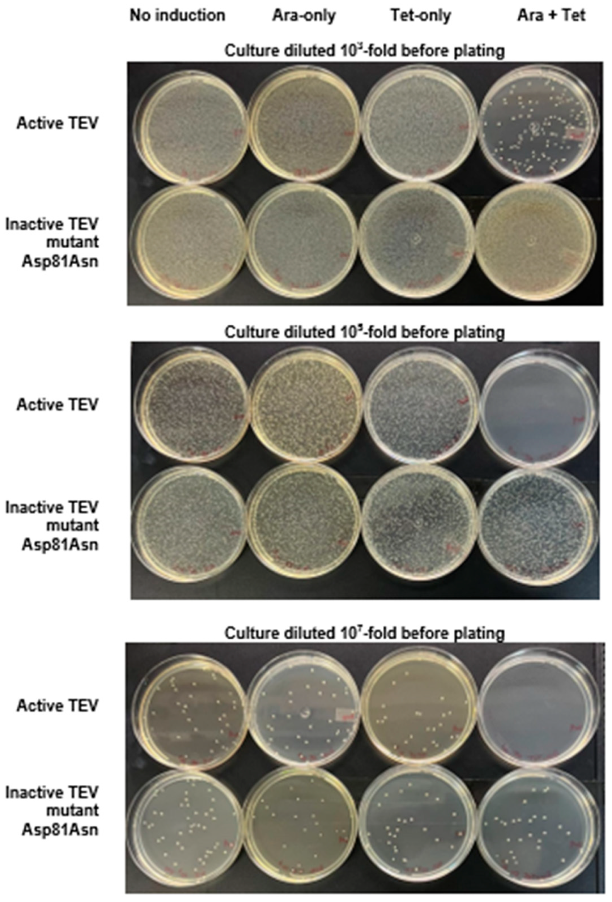 Biotech 14 00016 g002