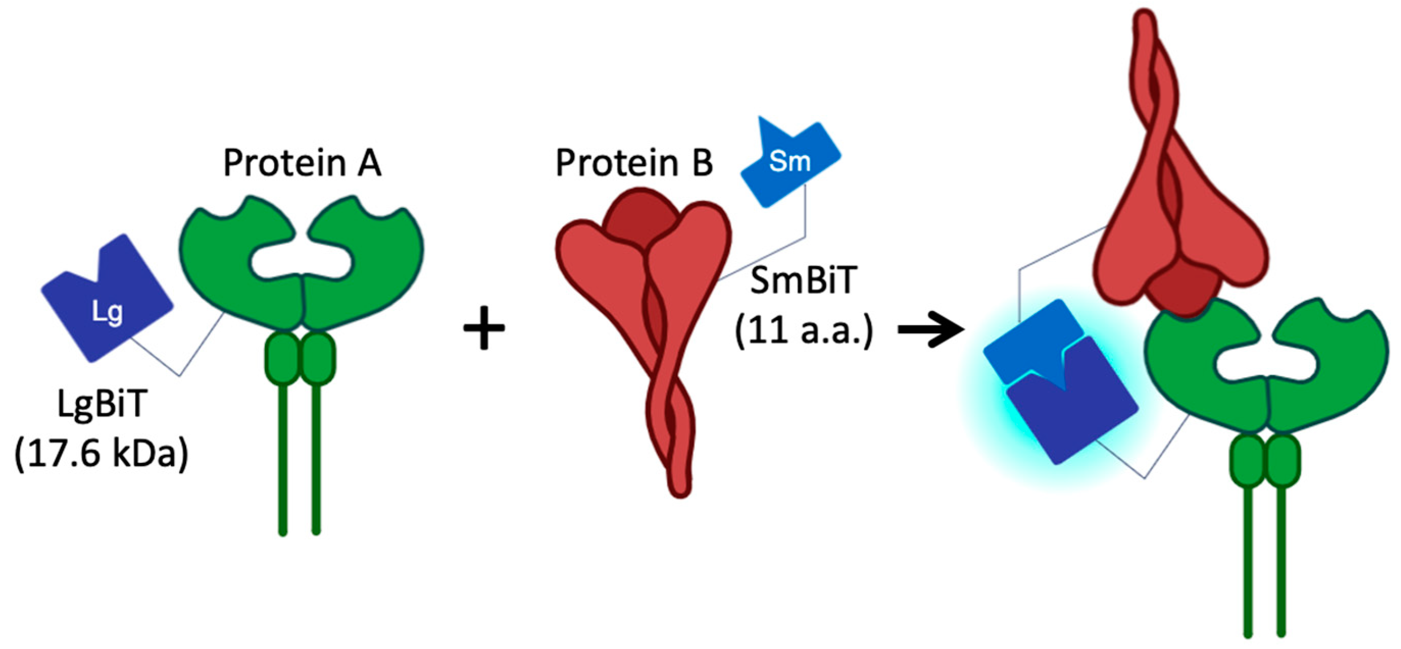 Biotech 14 00020 g001