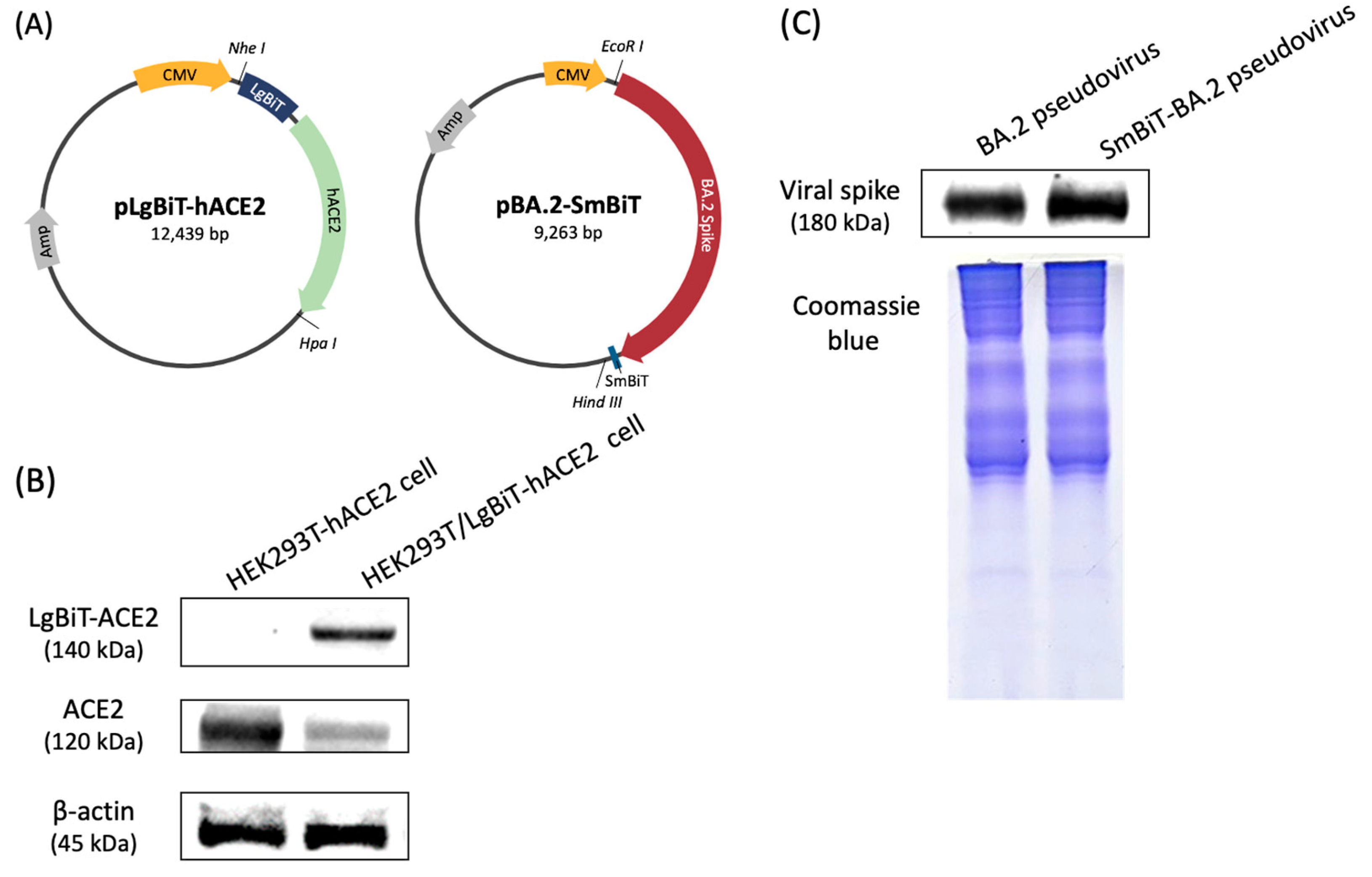 Biotech 14 00020 g002