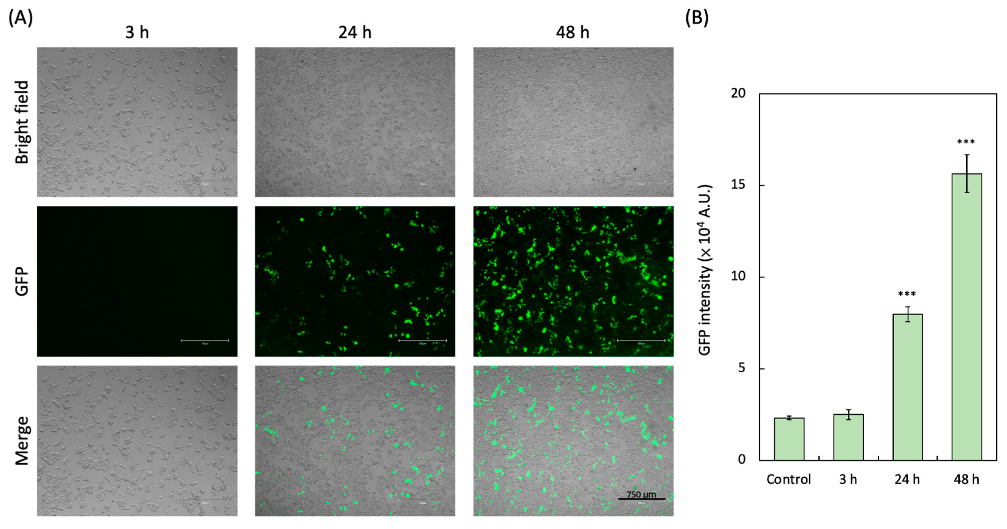 Biotech 14 00020 g004