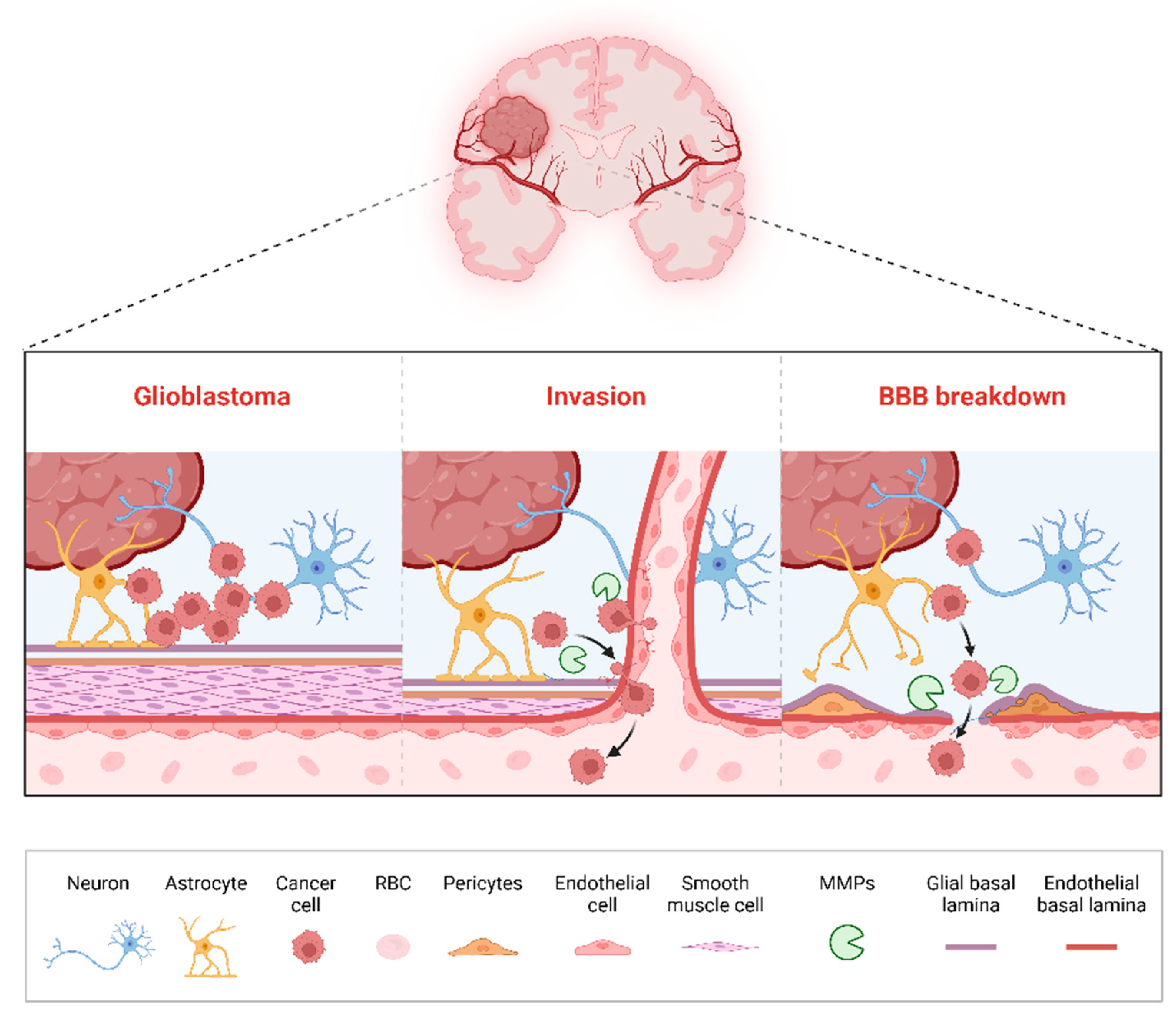 Biotech 14 00028 g002