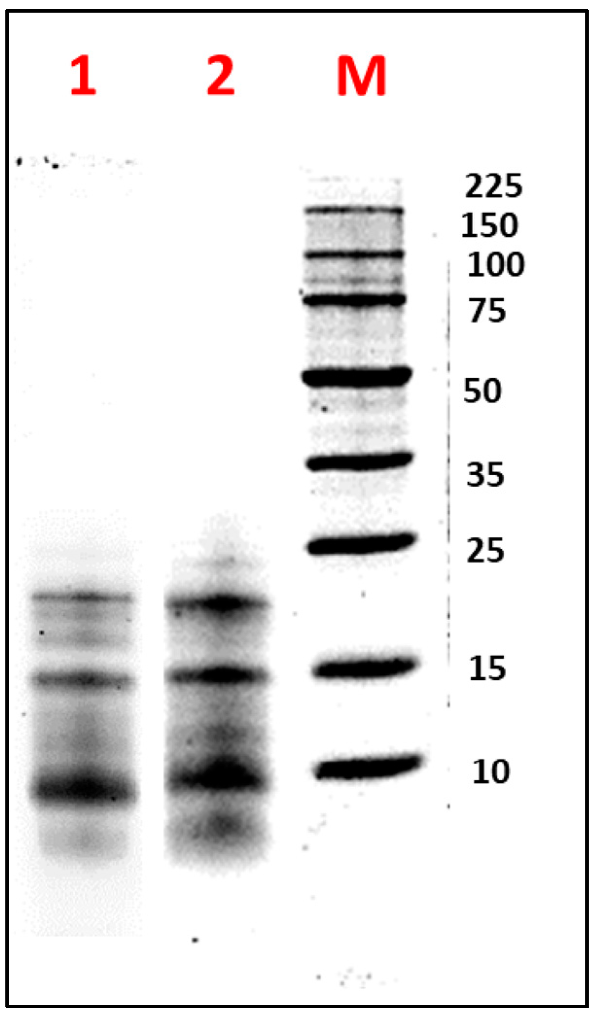 Biotech 14 00032 g002