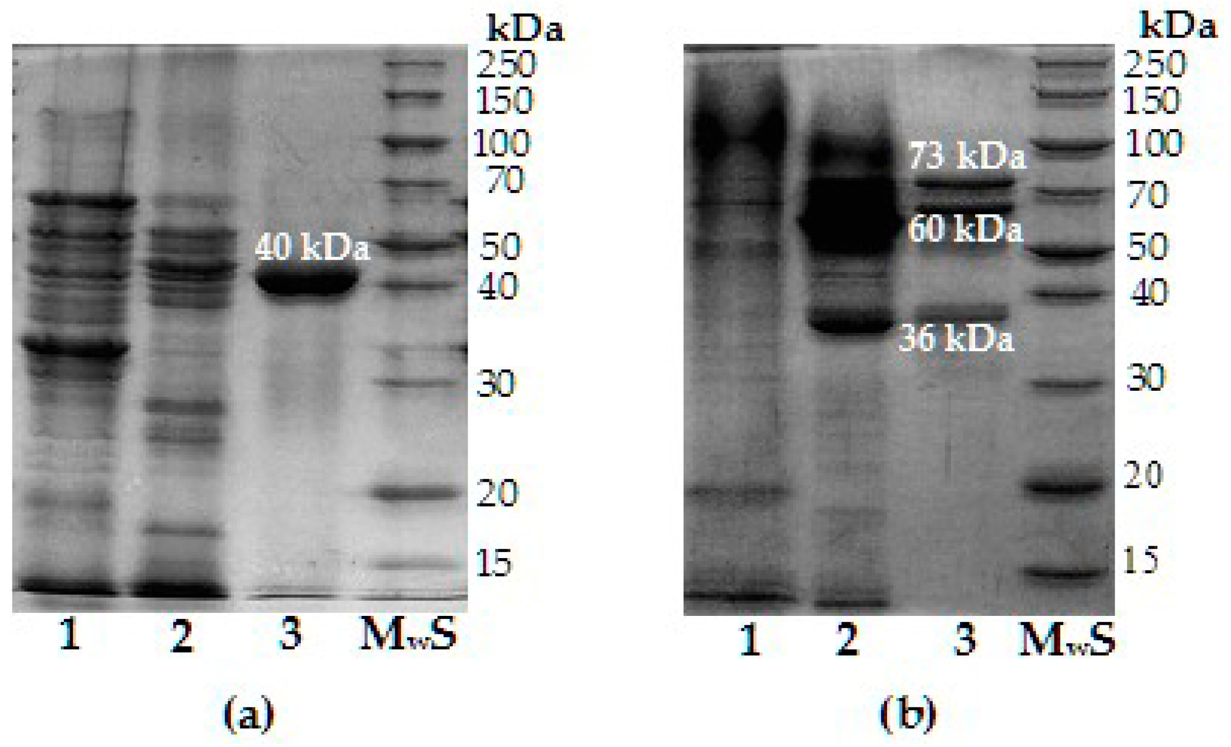 Biotech 14 00035 g004