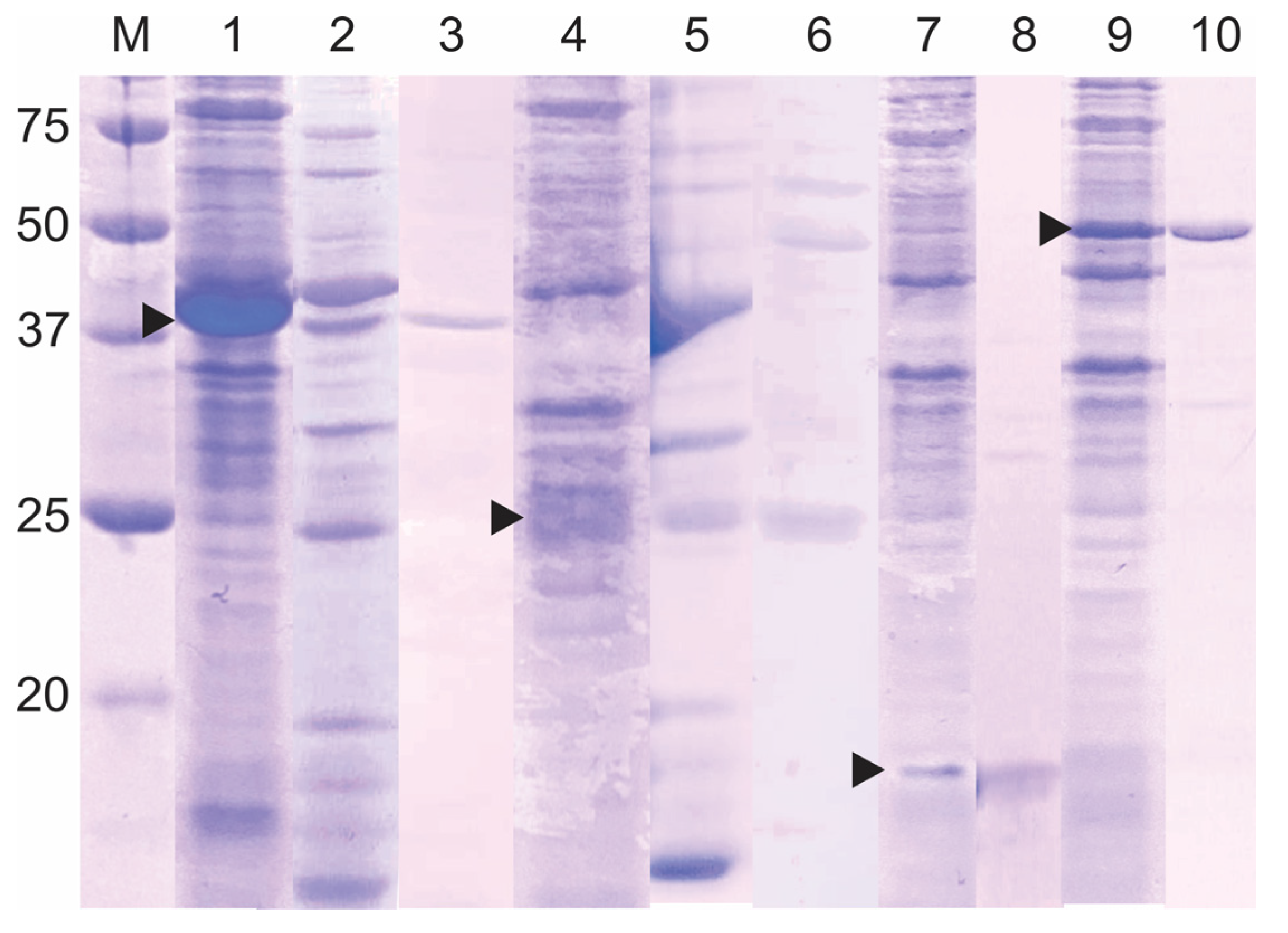 Biotech 14 00038 g004