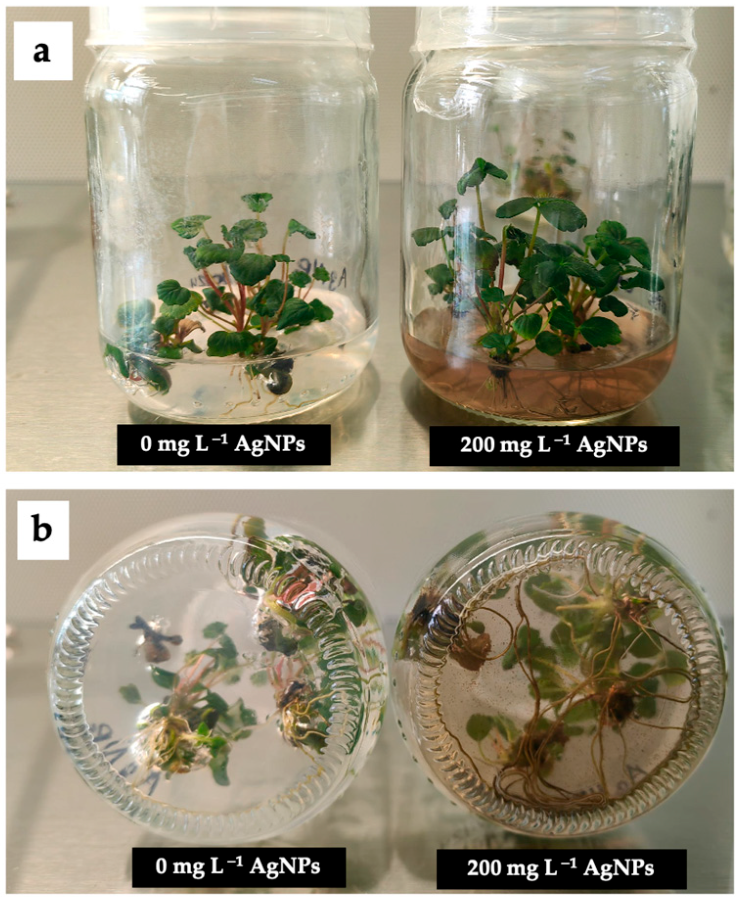 Biotech 14 00045 g004