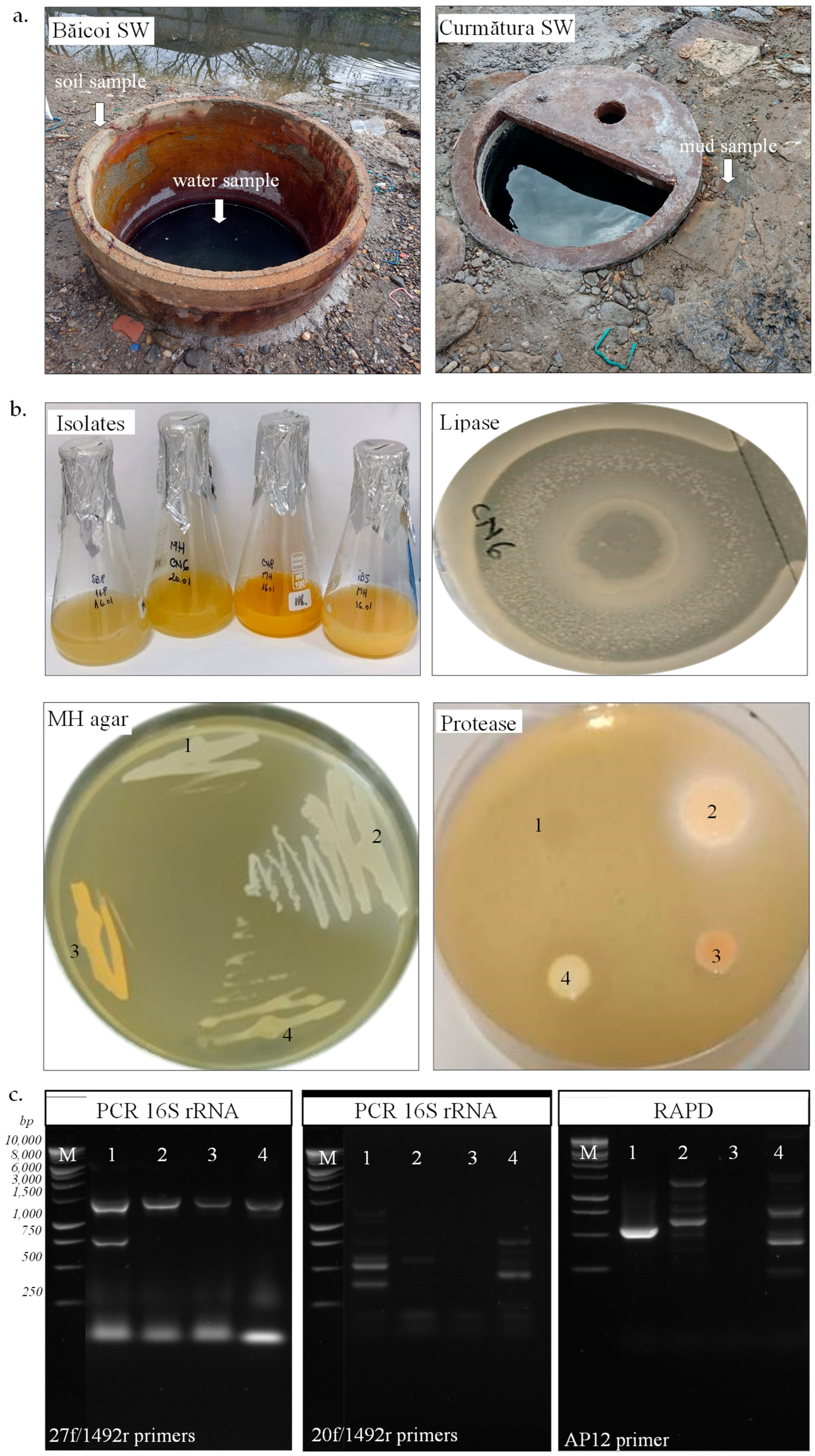 Biotech 14 00049 g001