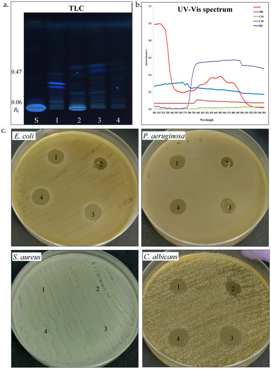 Novel Halotolerant Bacteria from Saline Environments: Isolation and ...