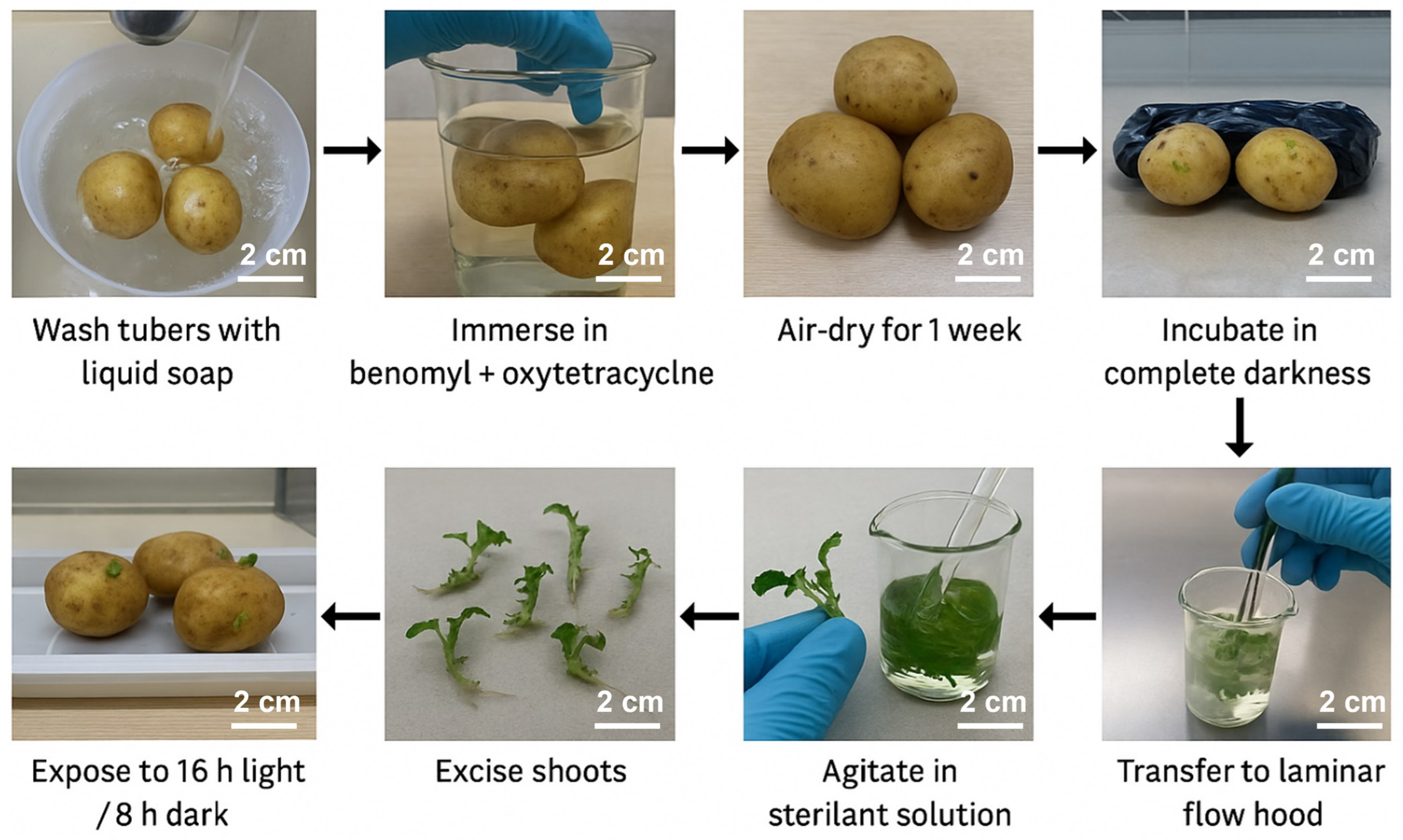 Biotech 14 00077 g001 Biotech 14 00077 g001