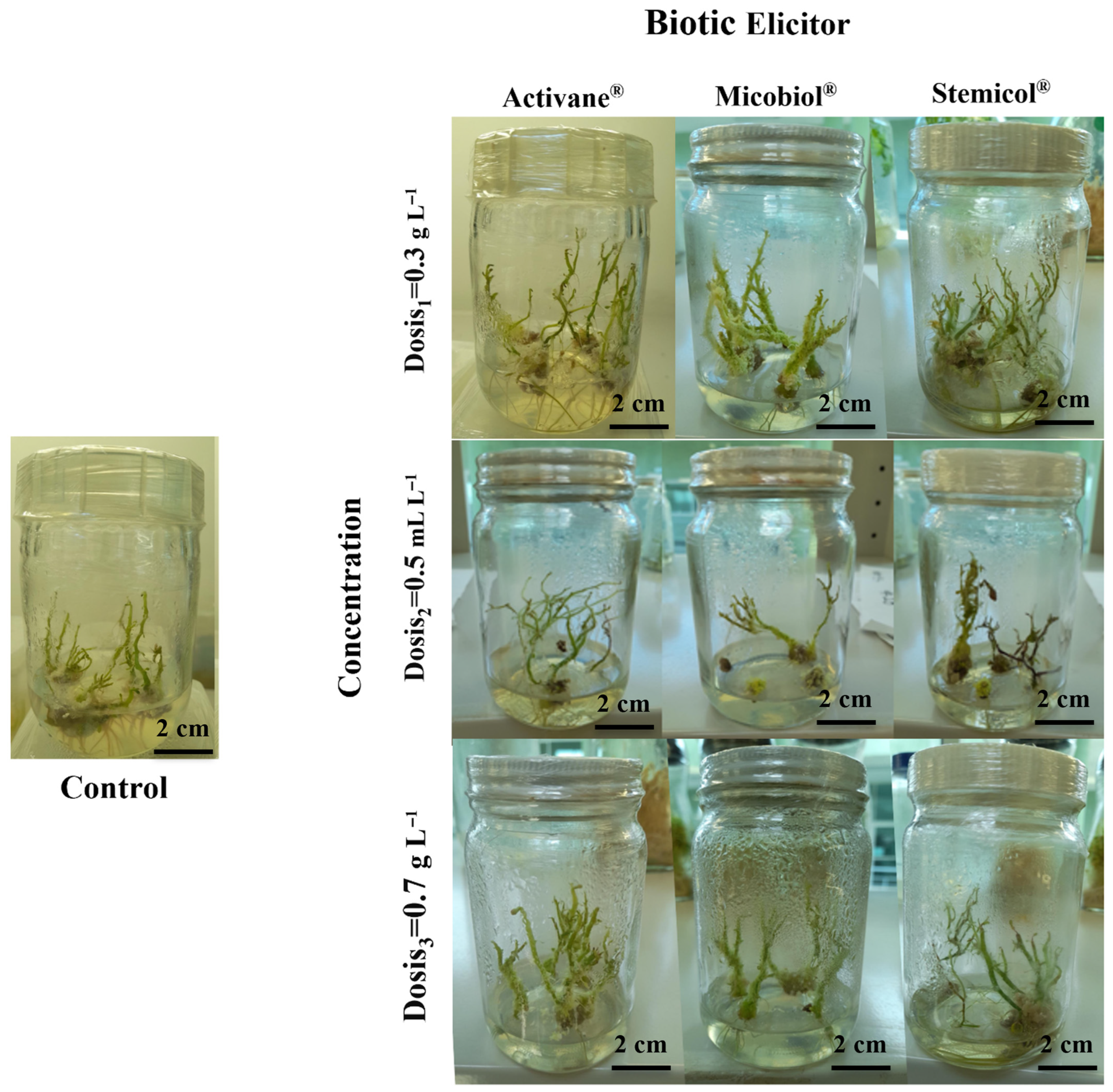 Biotech 14 00077 g004 Biotech 14 00077 g004