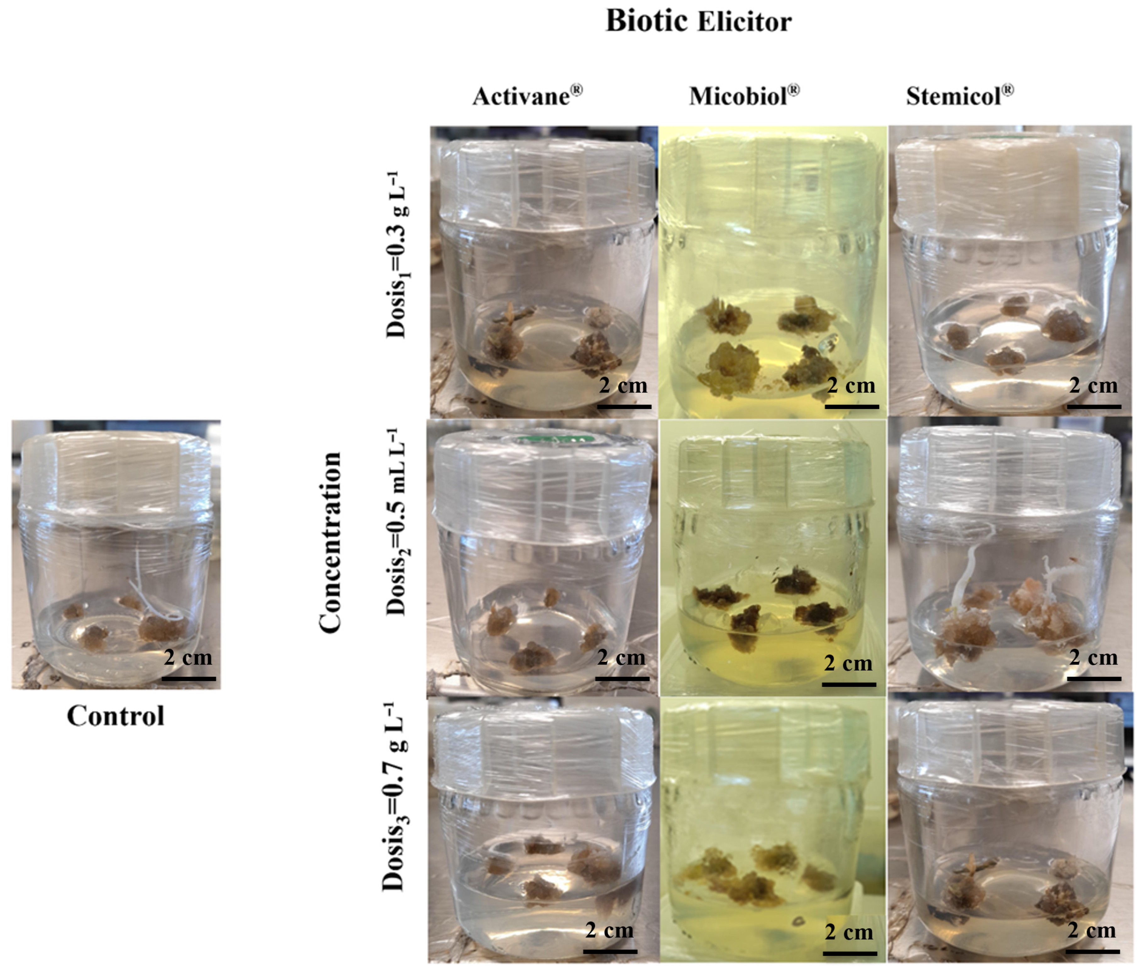 Biotech 14 00077 g006 Biotech 14 00077 g006
