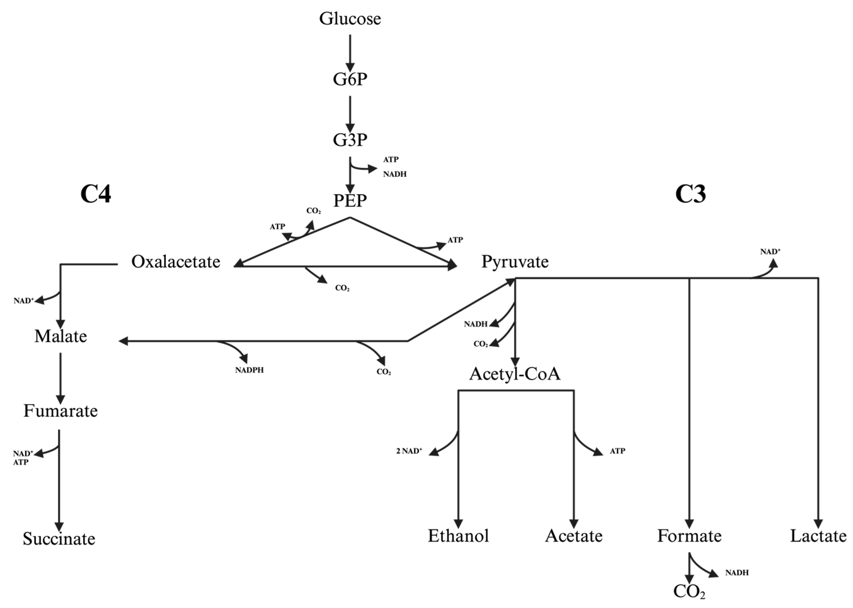 Biotech 14 00084 g001 Biotech 14 00084 g001