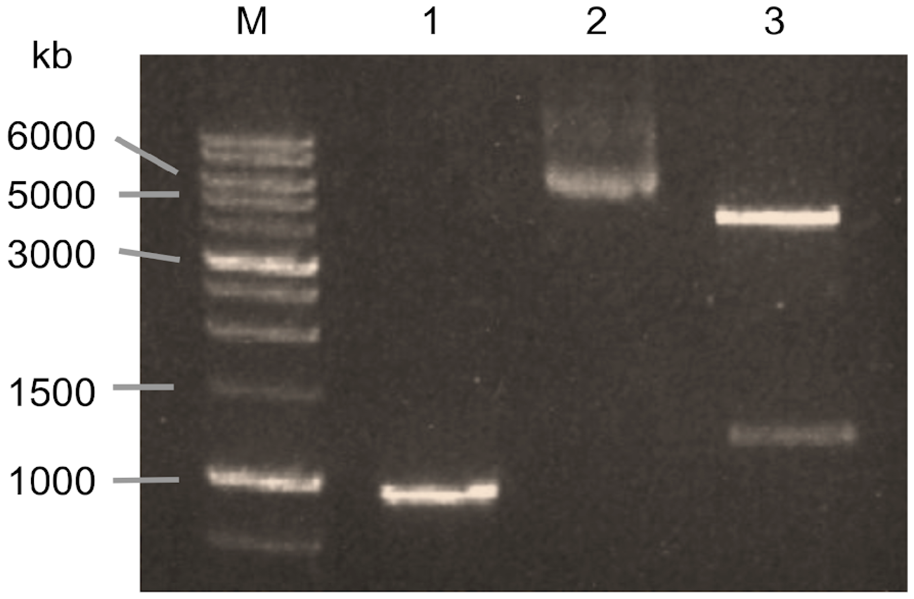 Biotech 14 00085 g001 Biotech 14 00085 g001