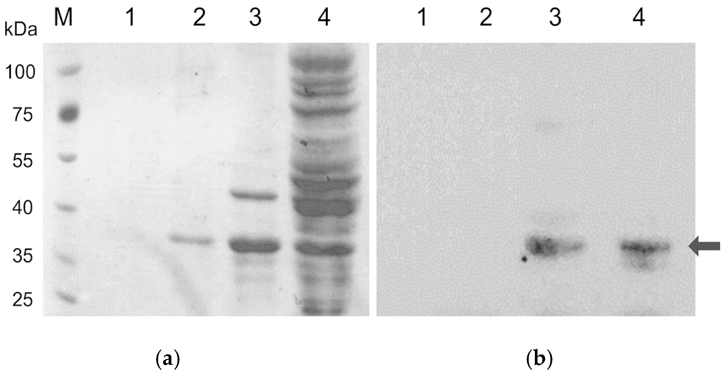 Biotech 14 00085 g003 Biotech 14 00085 g003
