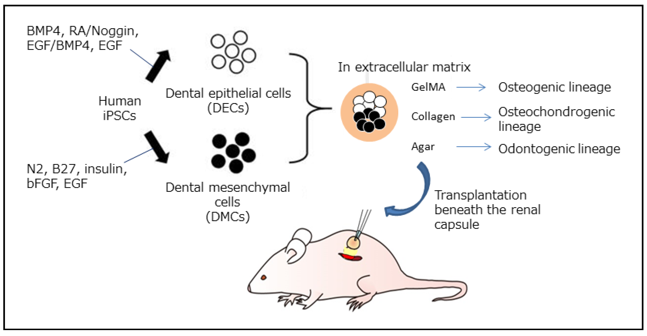 Biotech 14 00088 g003 Biotech 14 00088 g003