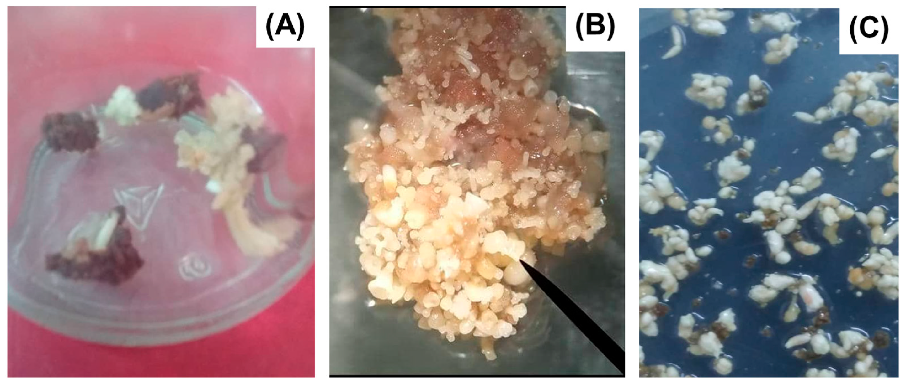 Biotech 14 00093 g002