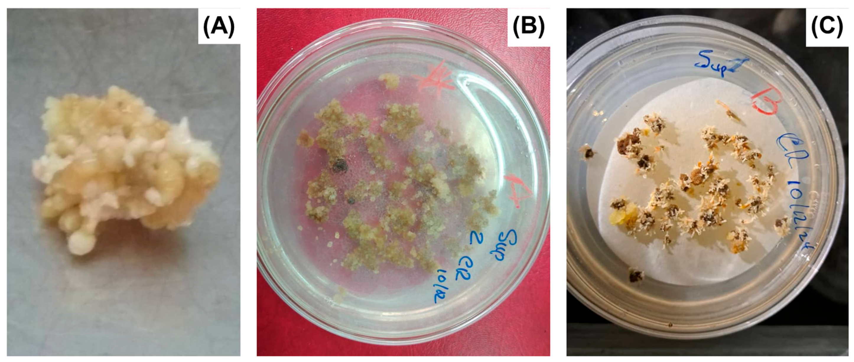 Biotech 14 00093 g003