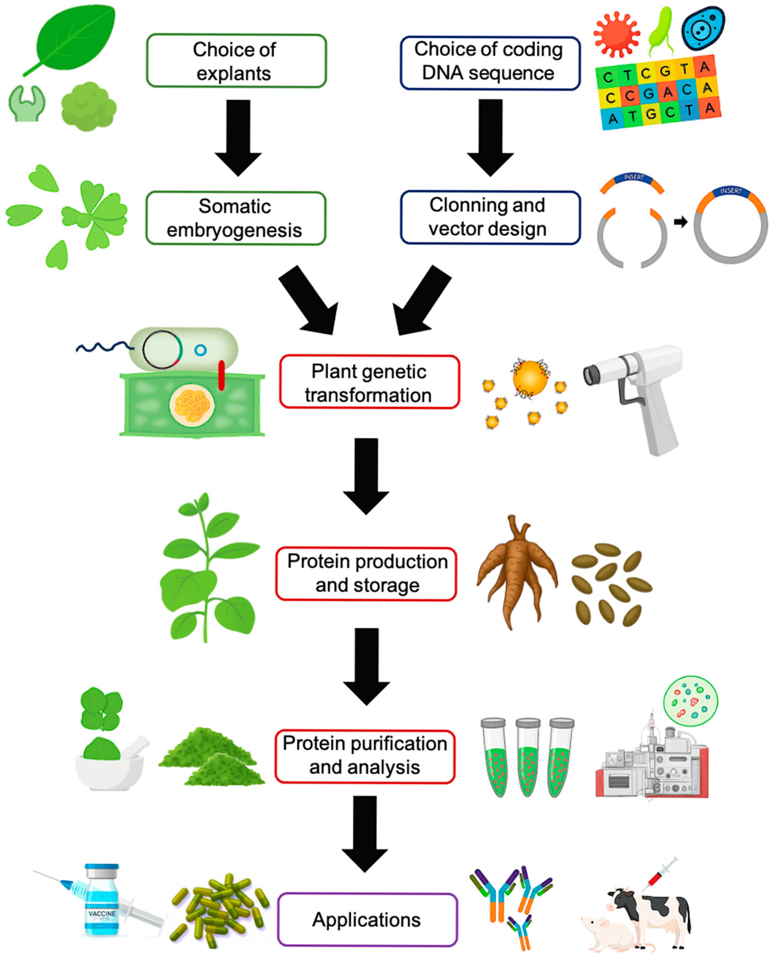Biotech 14 00093 g004