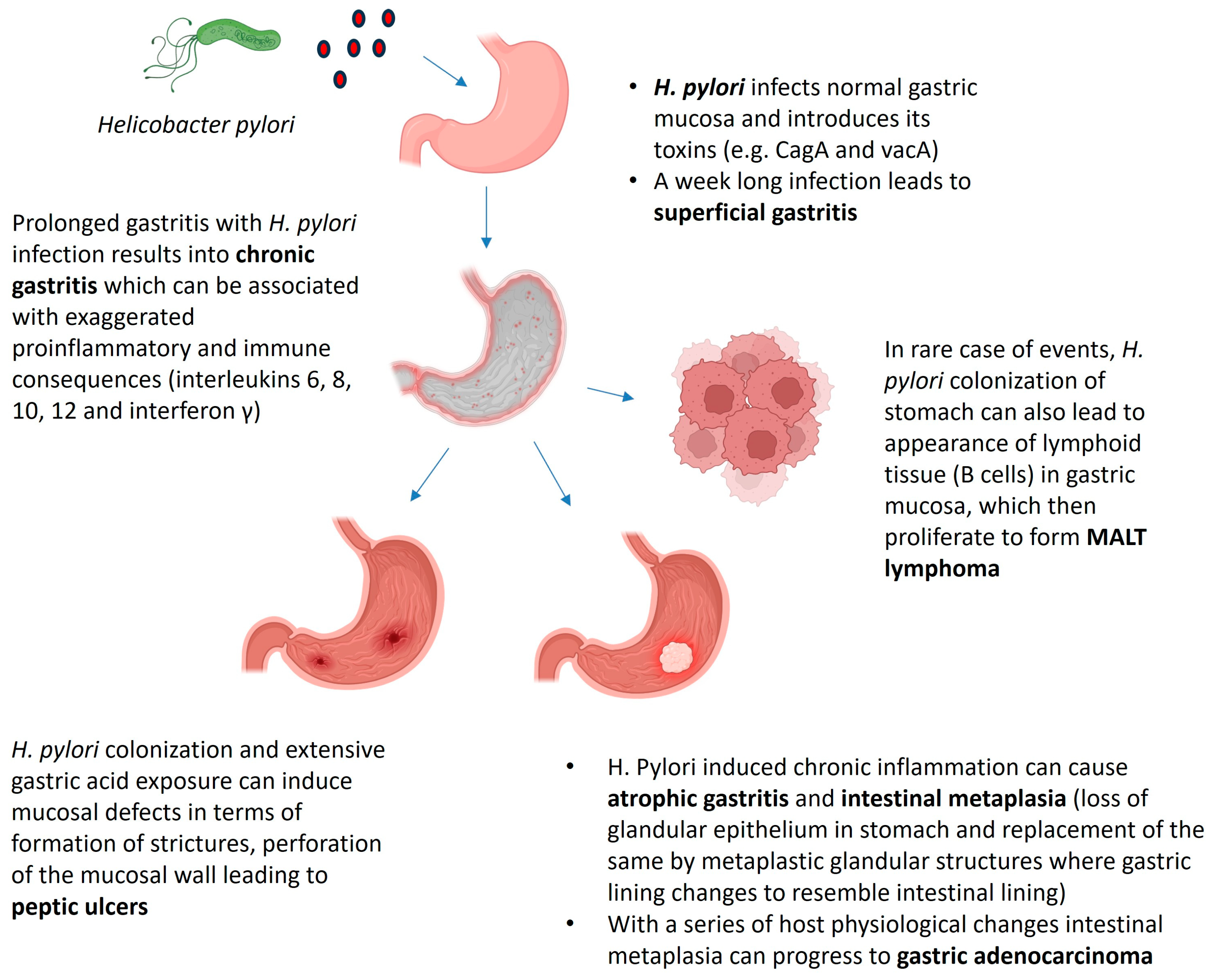 Biotech 14 00094 g001