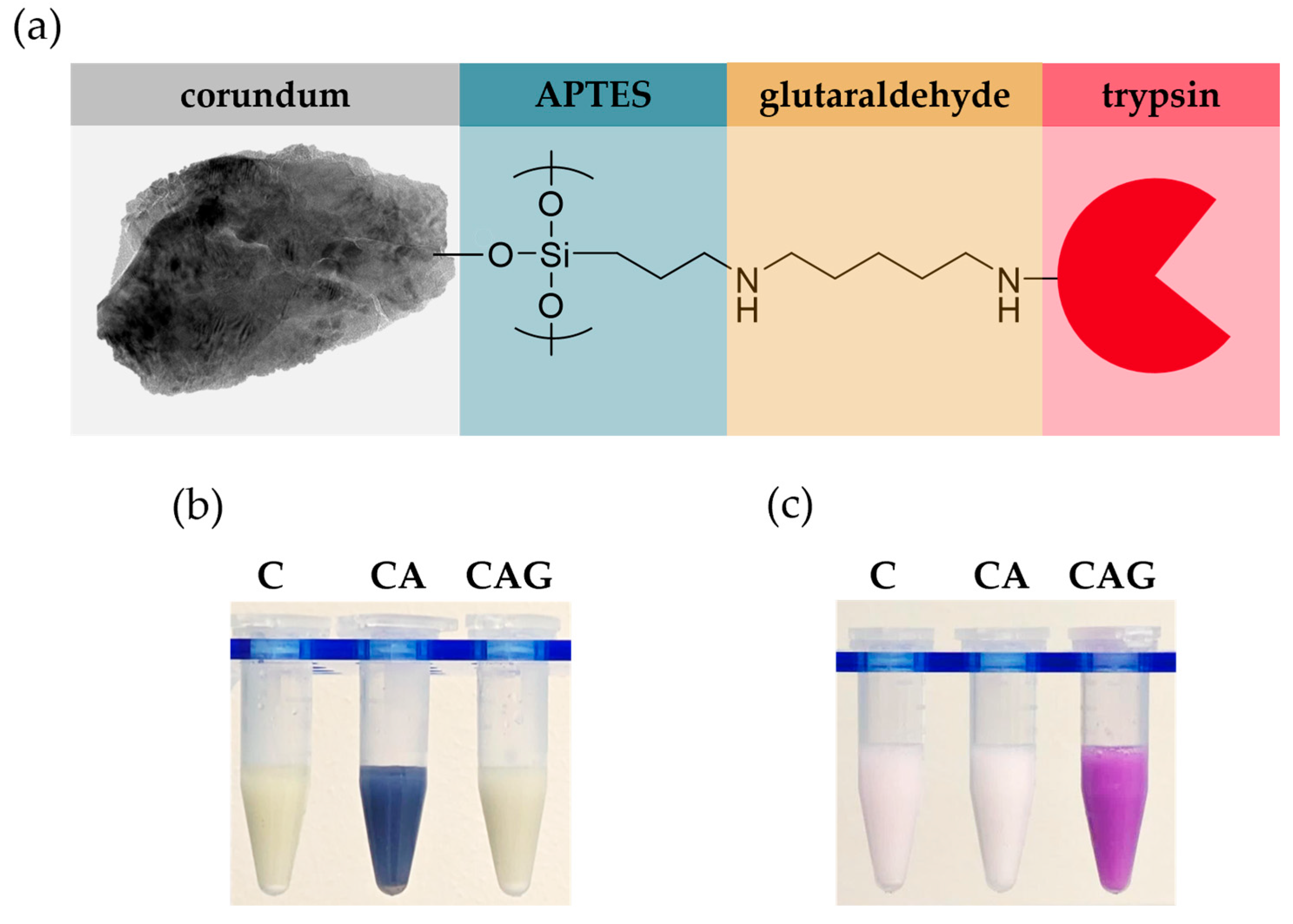 Biotech 15 00002 g002 Biotech 15 00002 g002