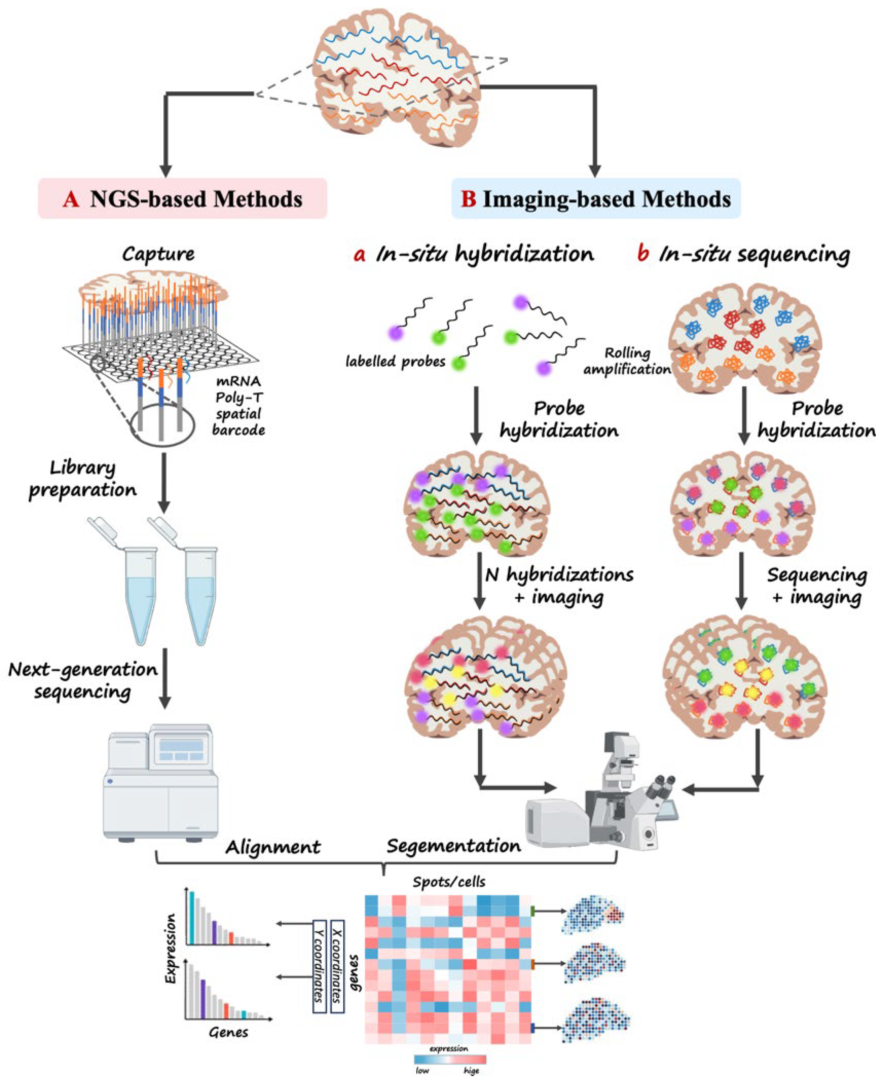 Biotech 15 00007 g004