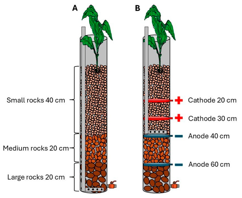 Biotech 15 00046 g001