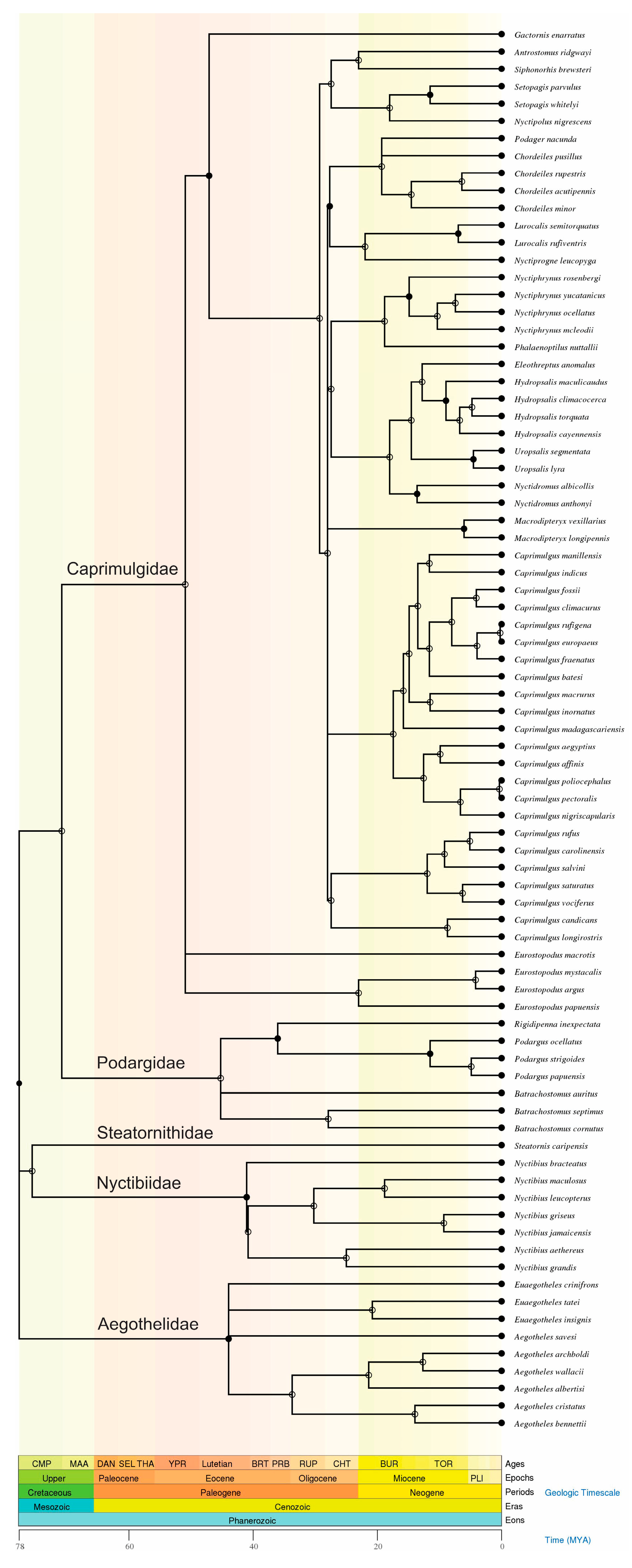 Birds 01 00004 g001 Birds 01 00004 g001