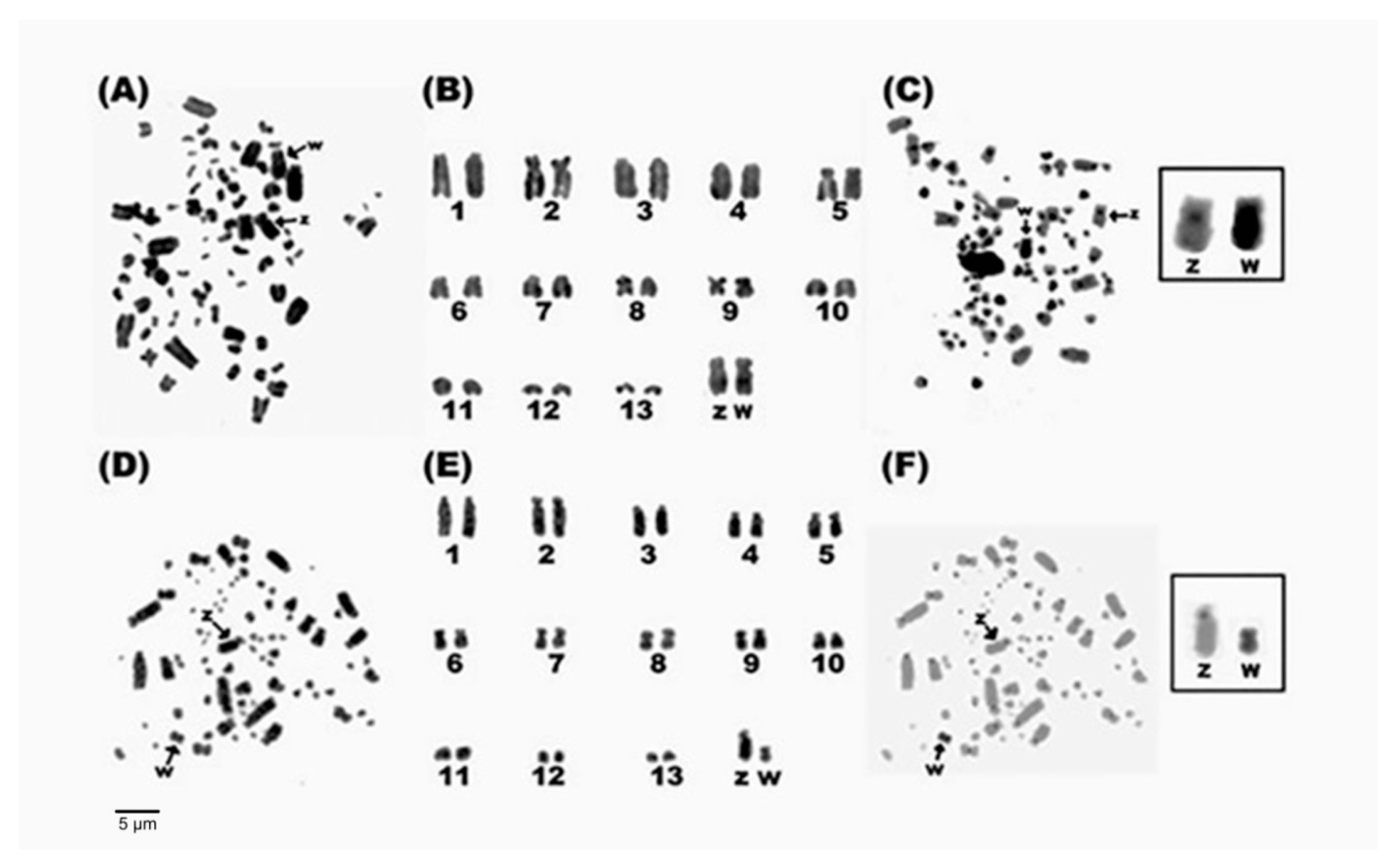 Birds 01 00004 g002 Birds 01 00004 g002