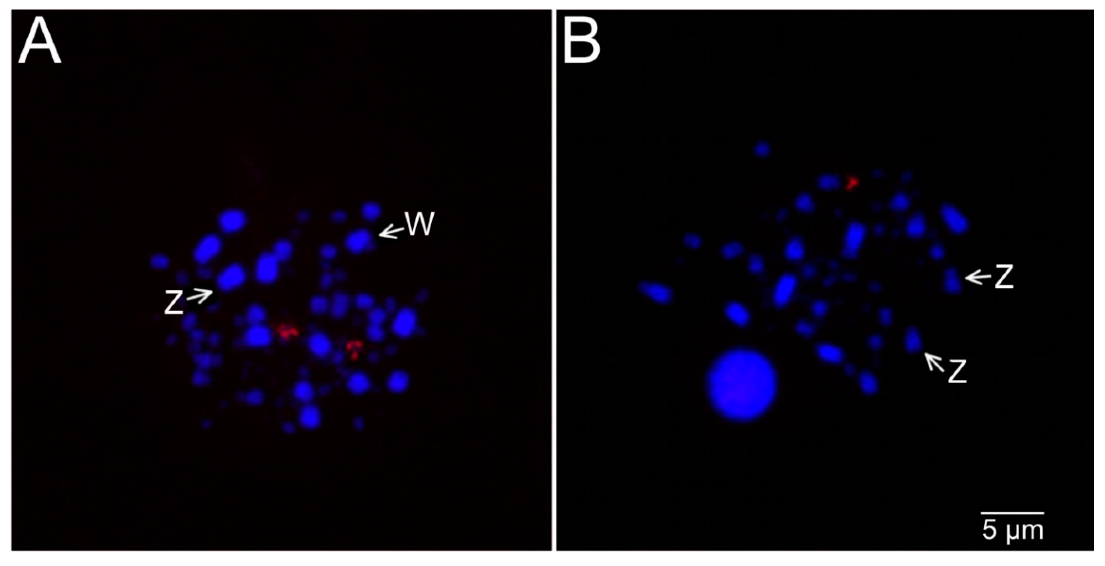 Birds 01 00004 g004 Birds 01 00004 g004