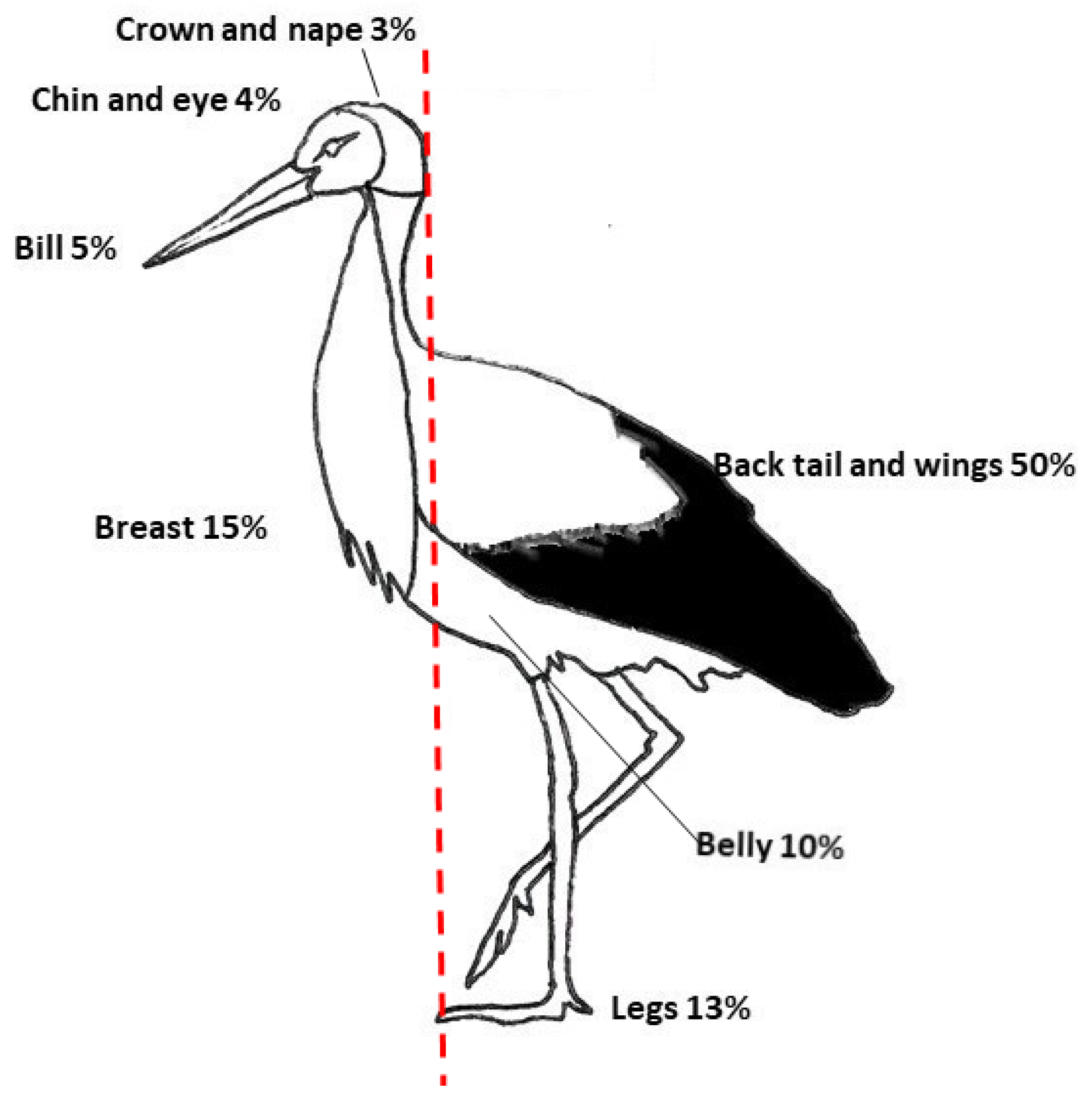 Birds Free Full Text Integumentary Colour Allocation In The Stork Family Ciconiidae Reveals Short Range Visual Cues For Species Recognition Html Birds Free Full Text Integumentary Colour Allocation In The Stork Family Ciconiidae Reveals Short Range Visual Cues For Species Recognition Html
