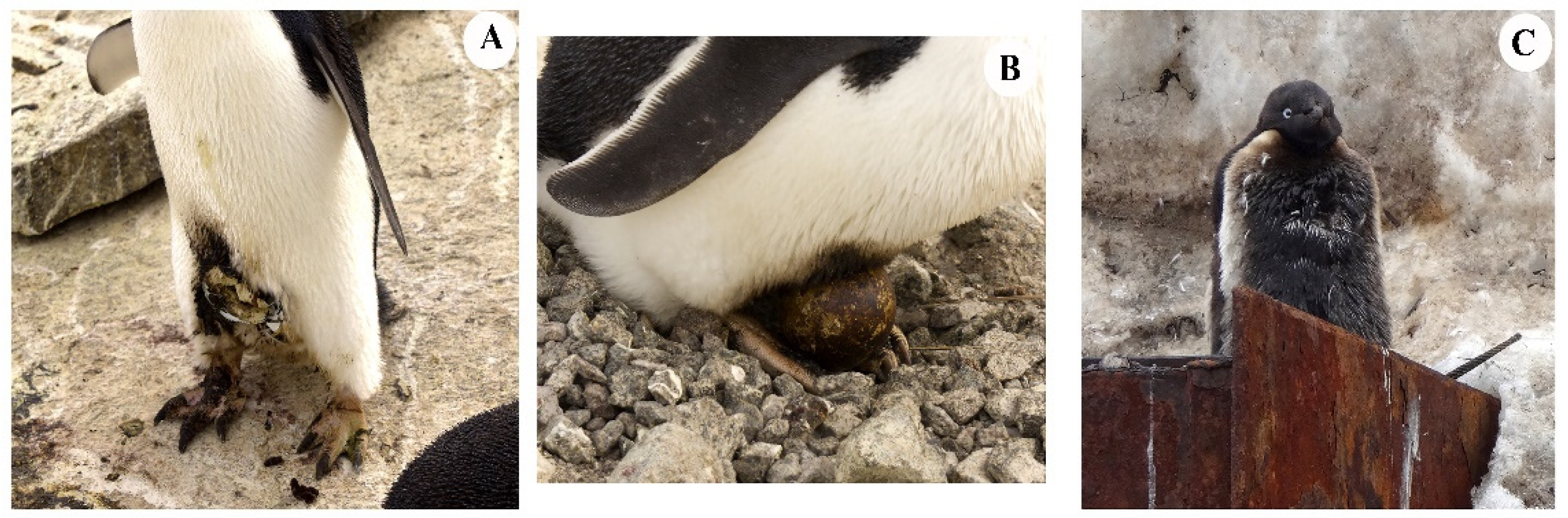 Birds 02 00020 g002 550