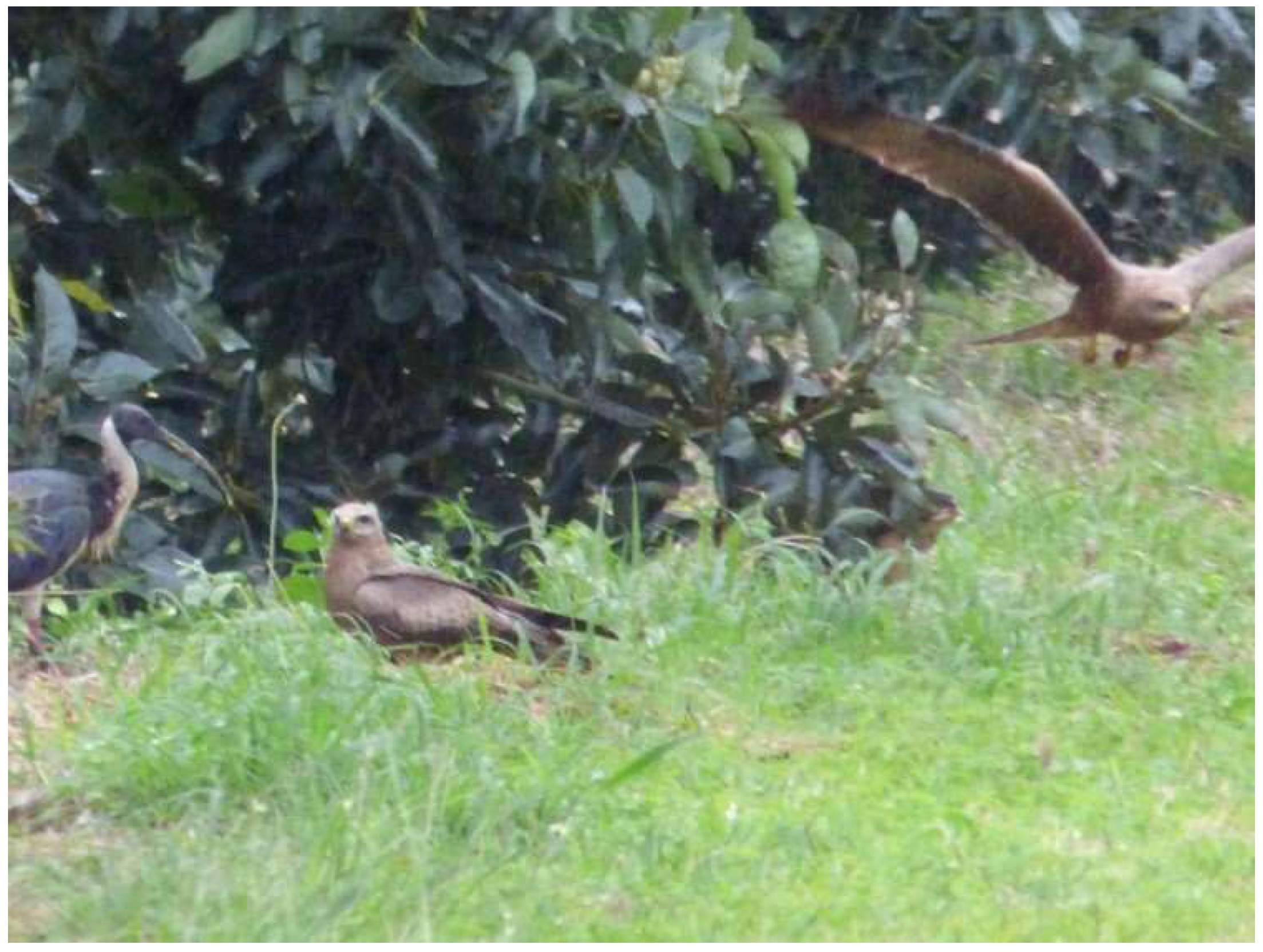 Birds 02 00025 g003