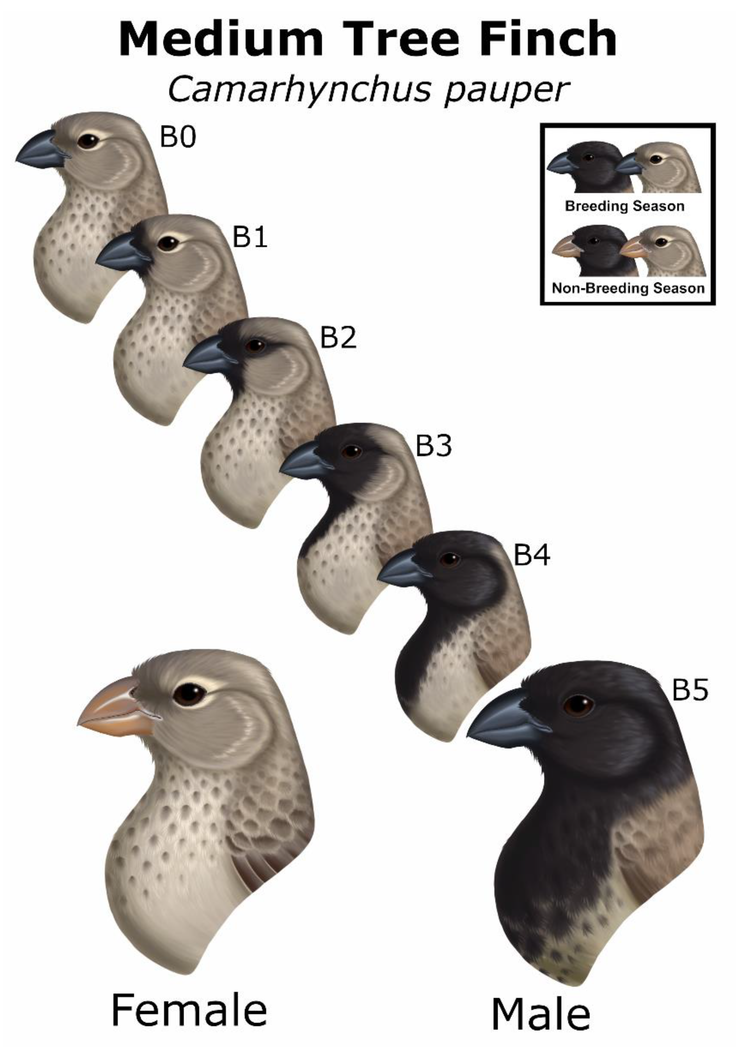 Finch bird breeding time cheap
