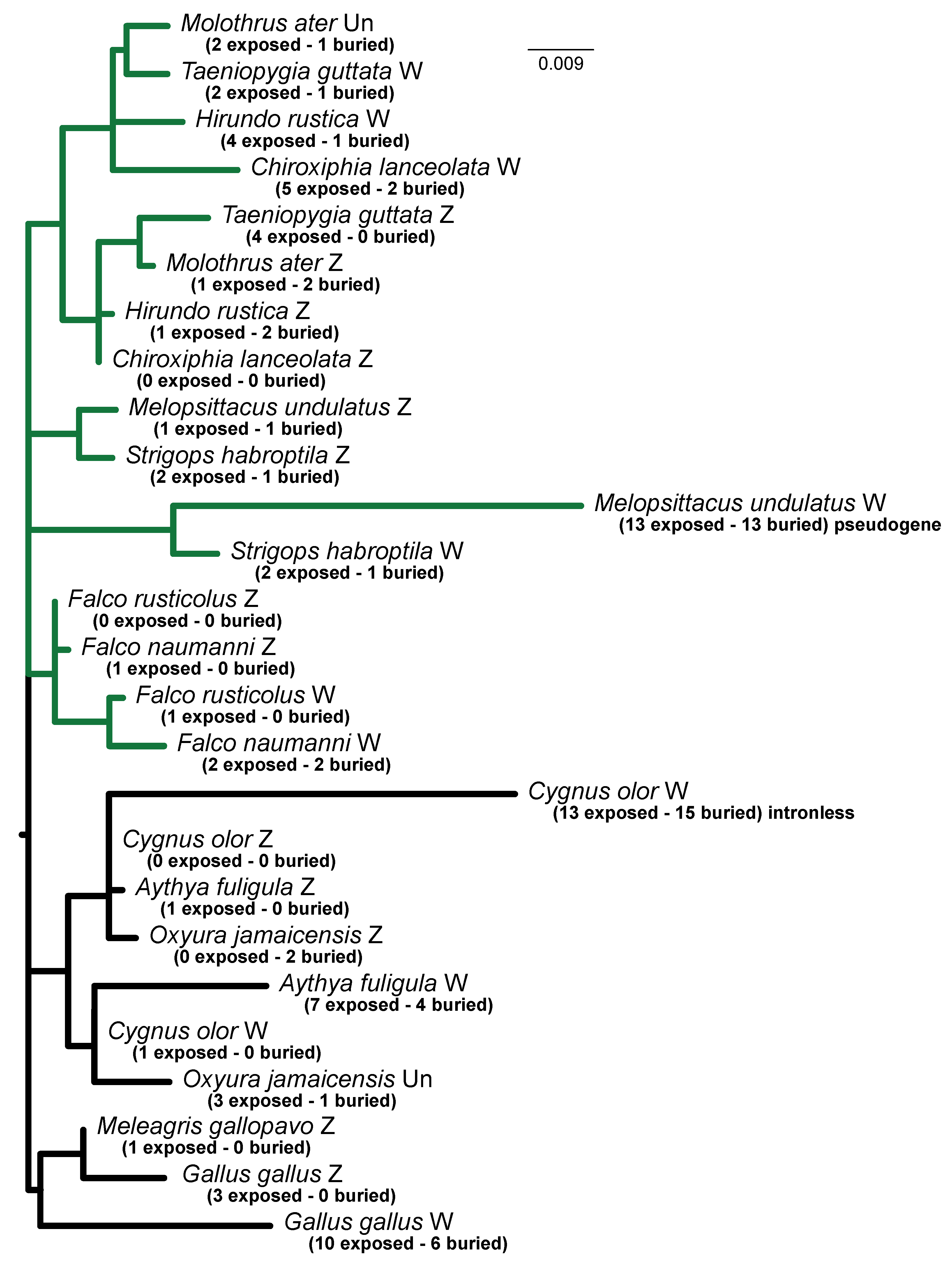 Birds 03 00004 g005 Birds 03 00004 g005