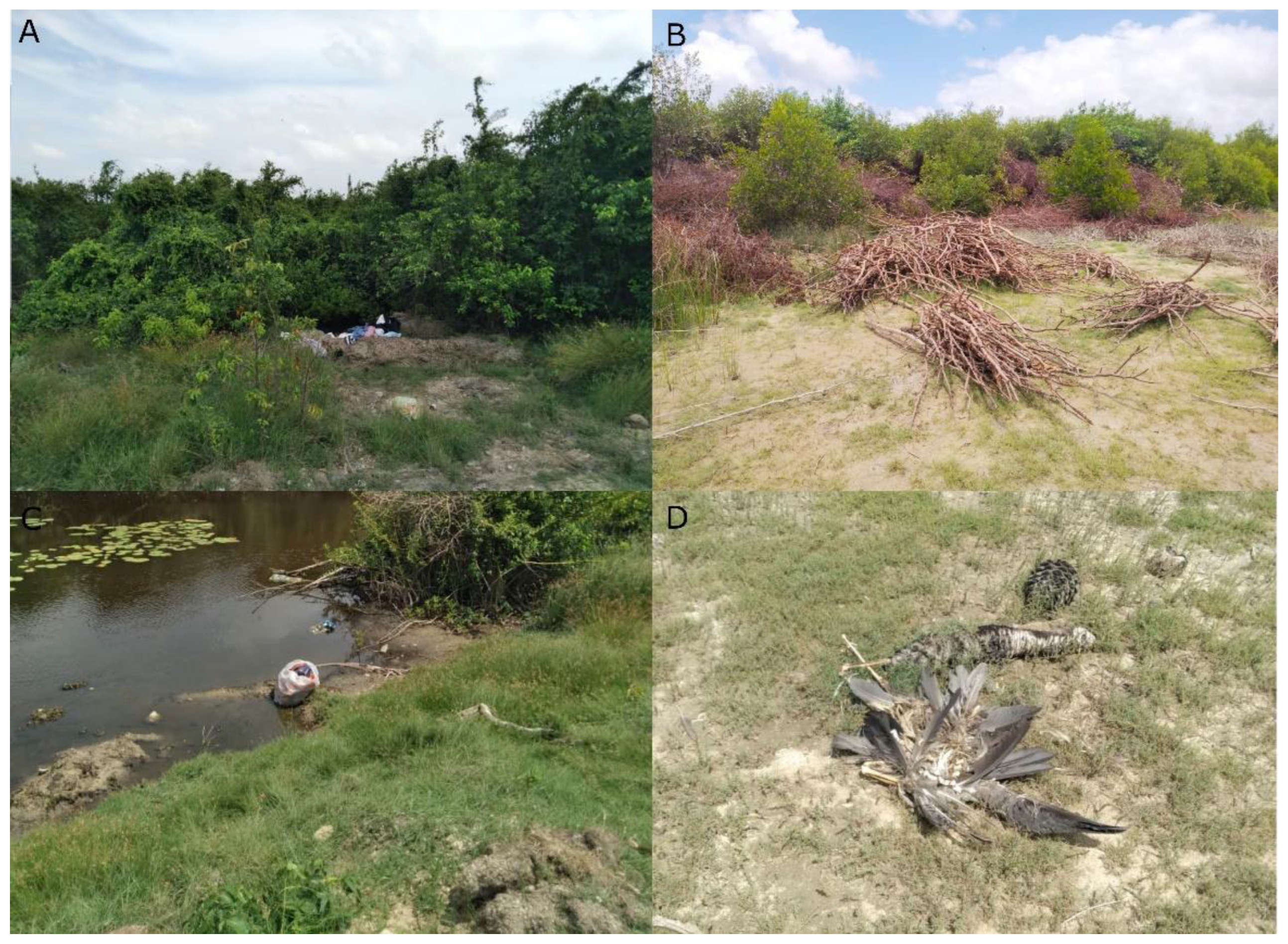 Birds 04 00009 g004 Birds 04 00009 g004