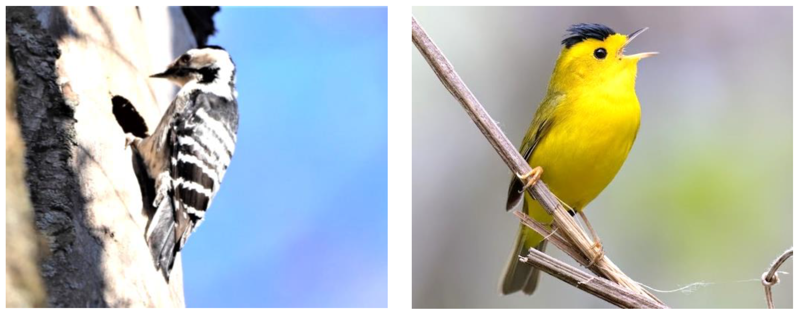 Woodstream  Solving Pest & Animal Control needs, providing environmentally  friendly Lawn & Garden products and Supporting bird enthusiasts with  innovative choices for Backyard Birdfeeding.