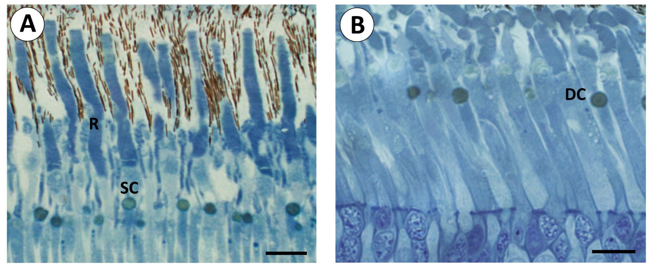 Birds 06 00007 g003 Birds 06 00007 g003